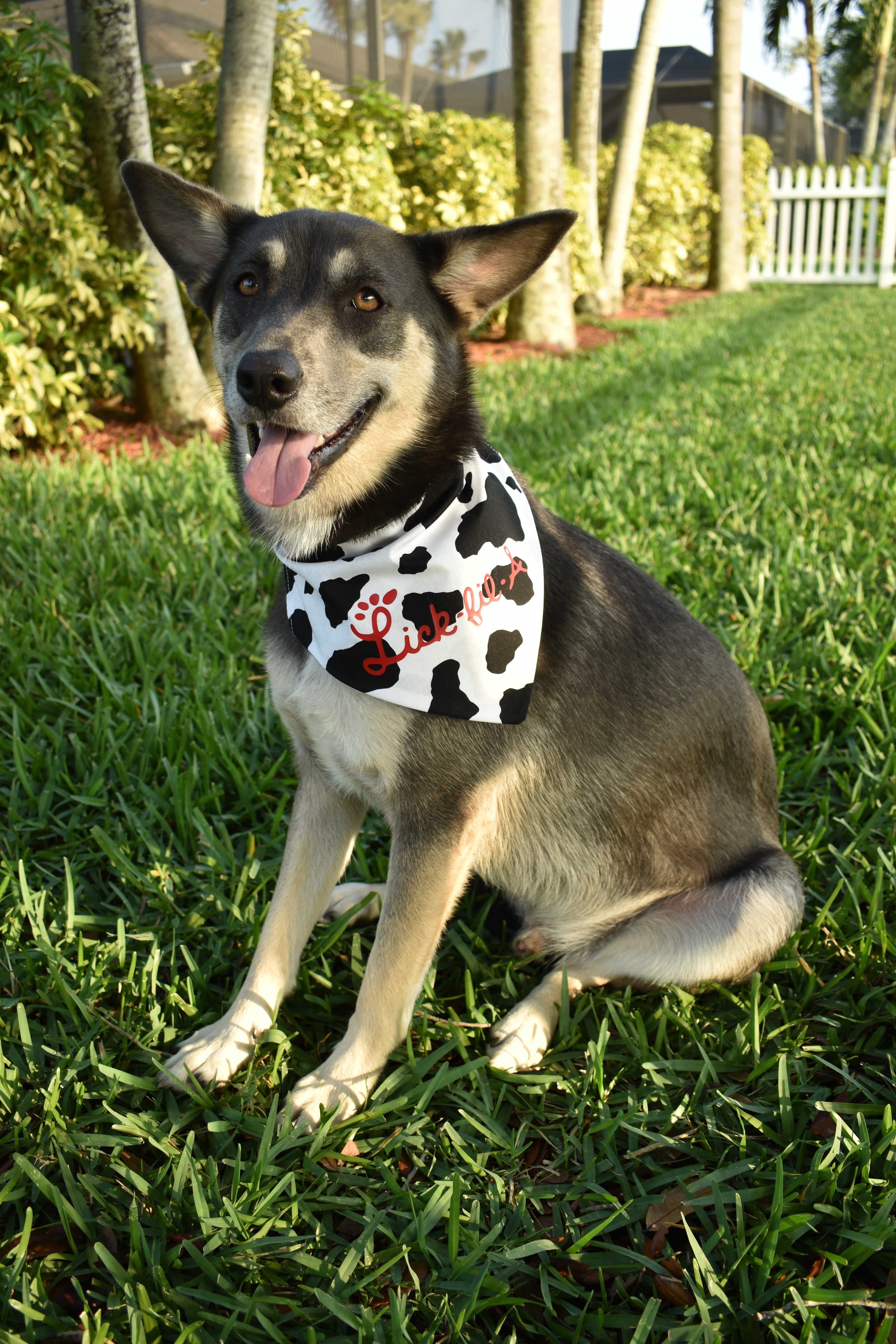 Cow Print Bandana