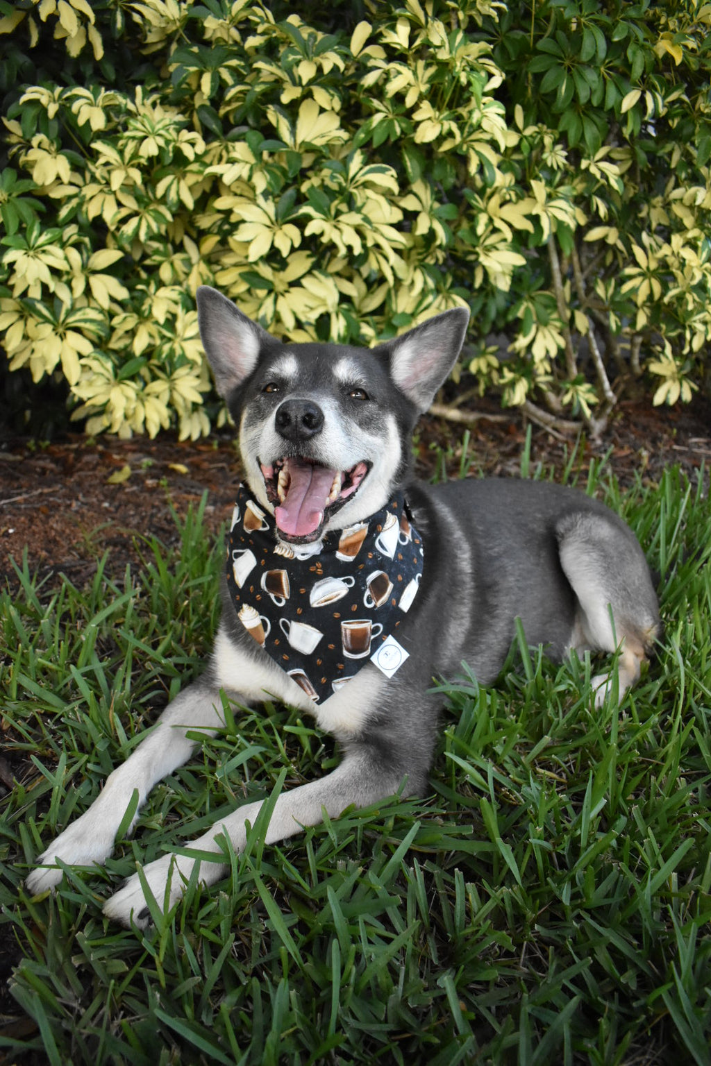 Coffee Beans Bandana