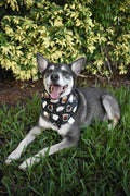 Coffee Beans Bandana