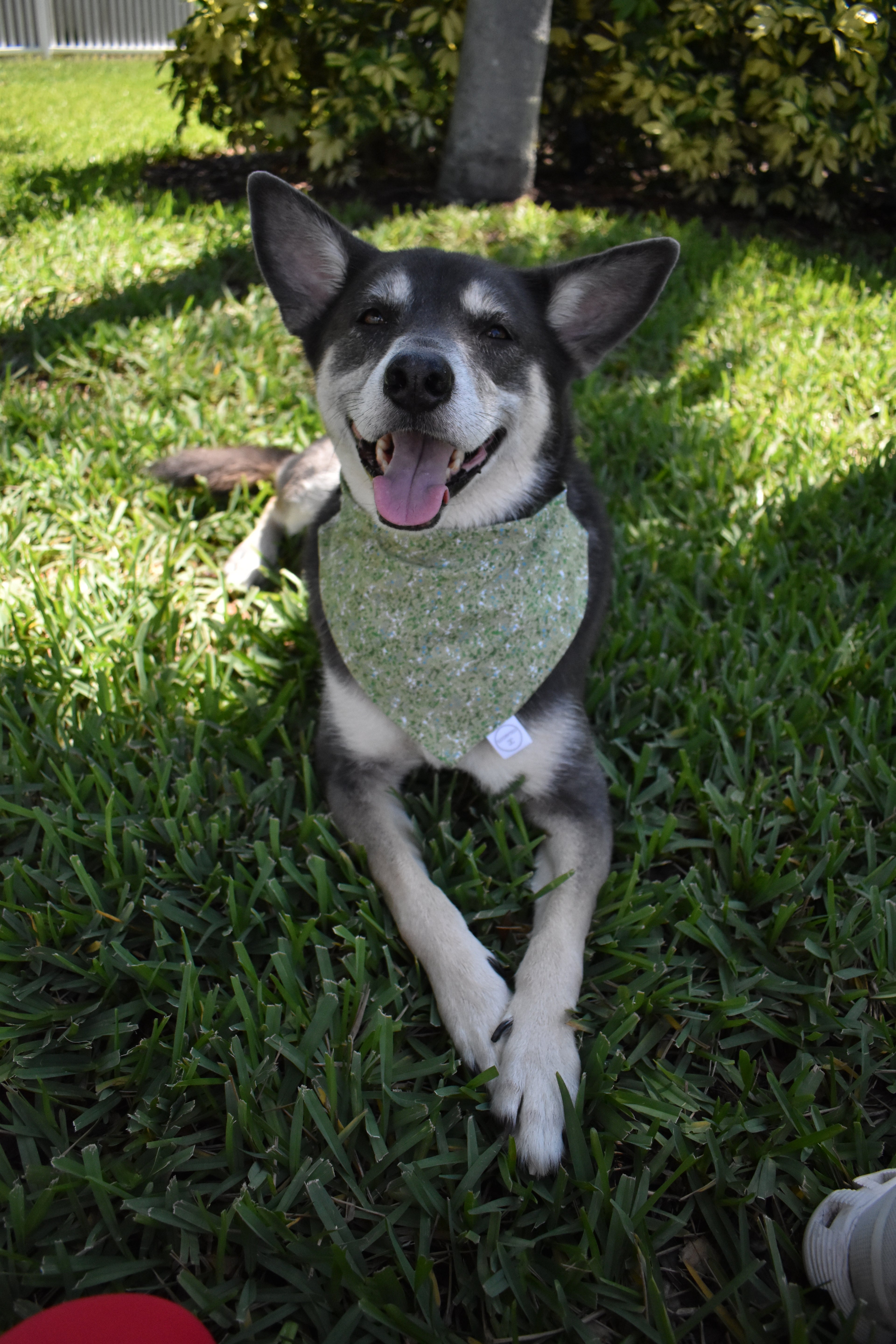 Paint Splatter Bandana