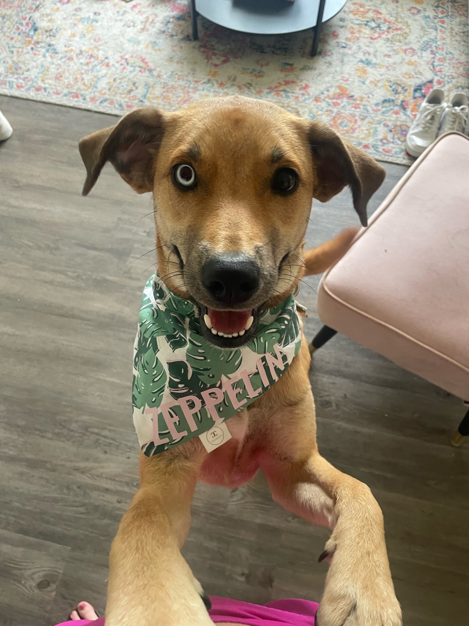 Green Monstera Leaves Bandana