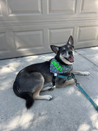 Walking Buddy Bandana