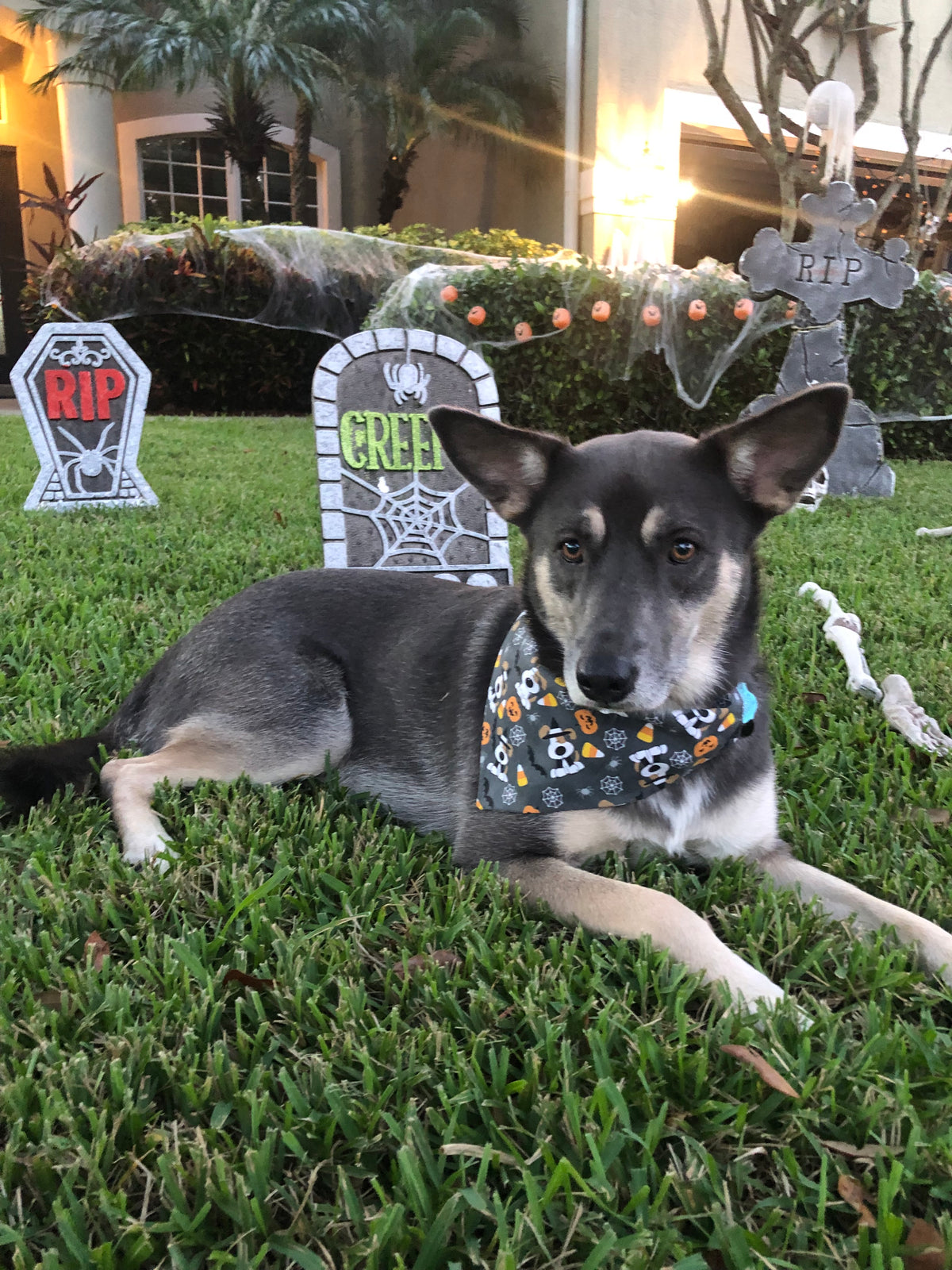 Spooky Dogs Bandana
