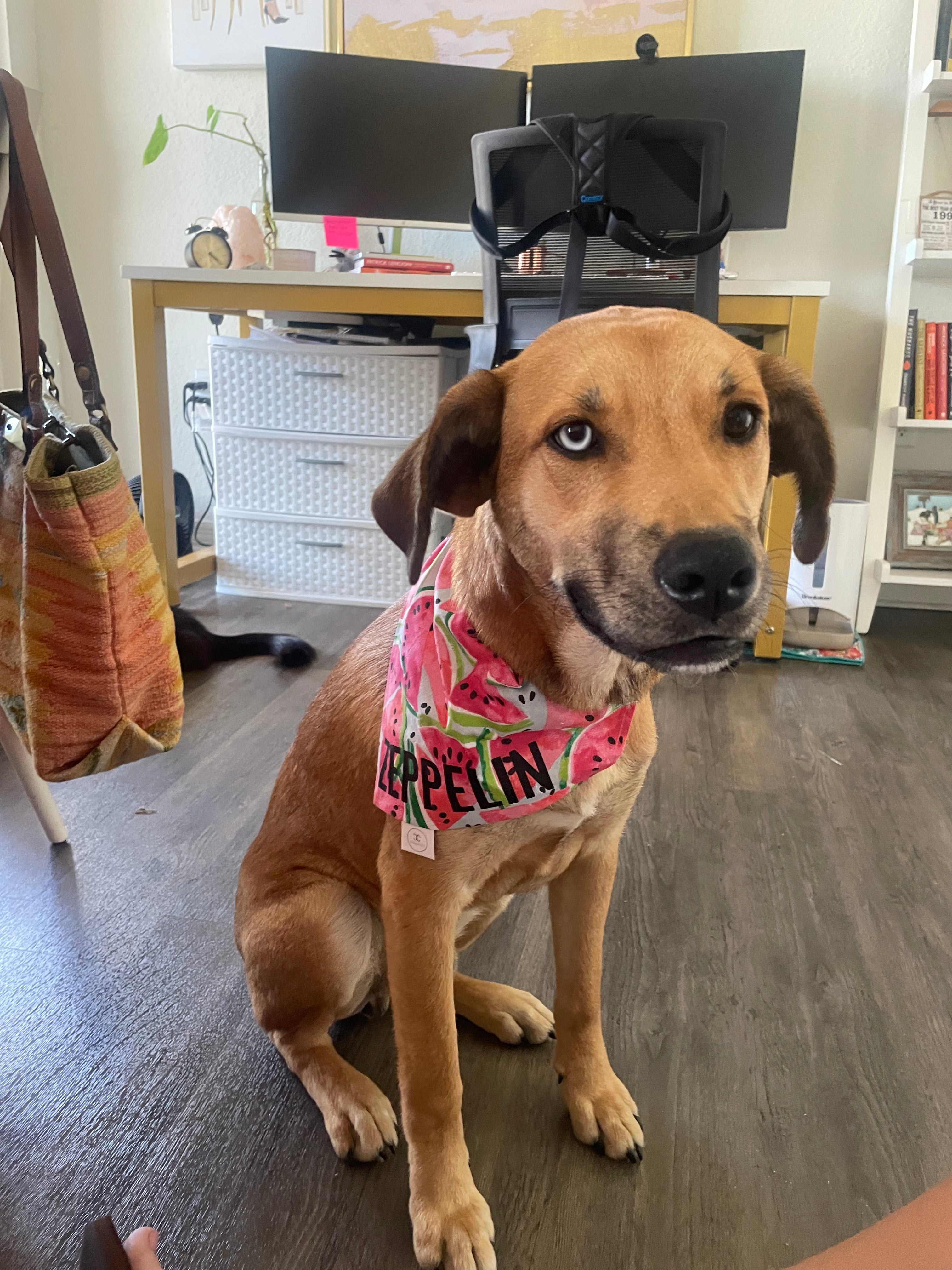 Watermelon Bandana