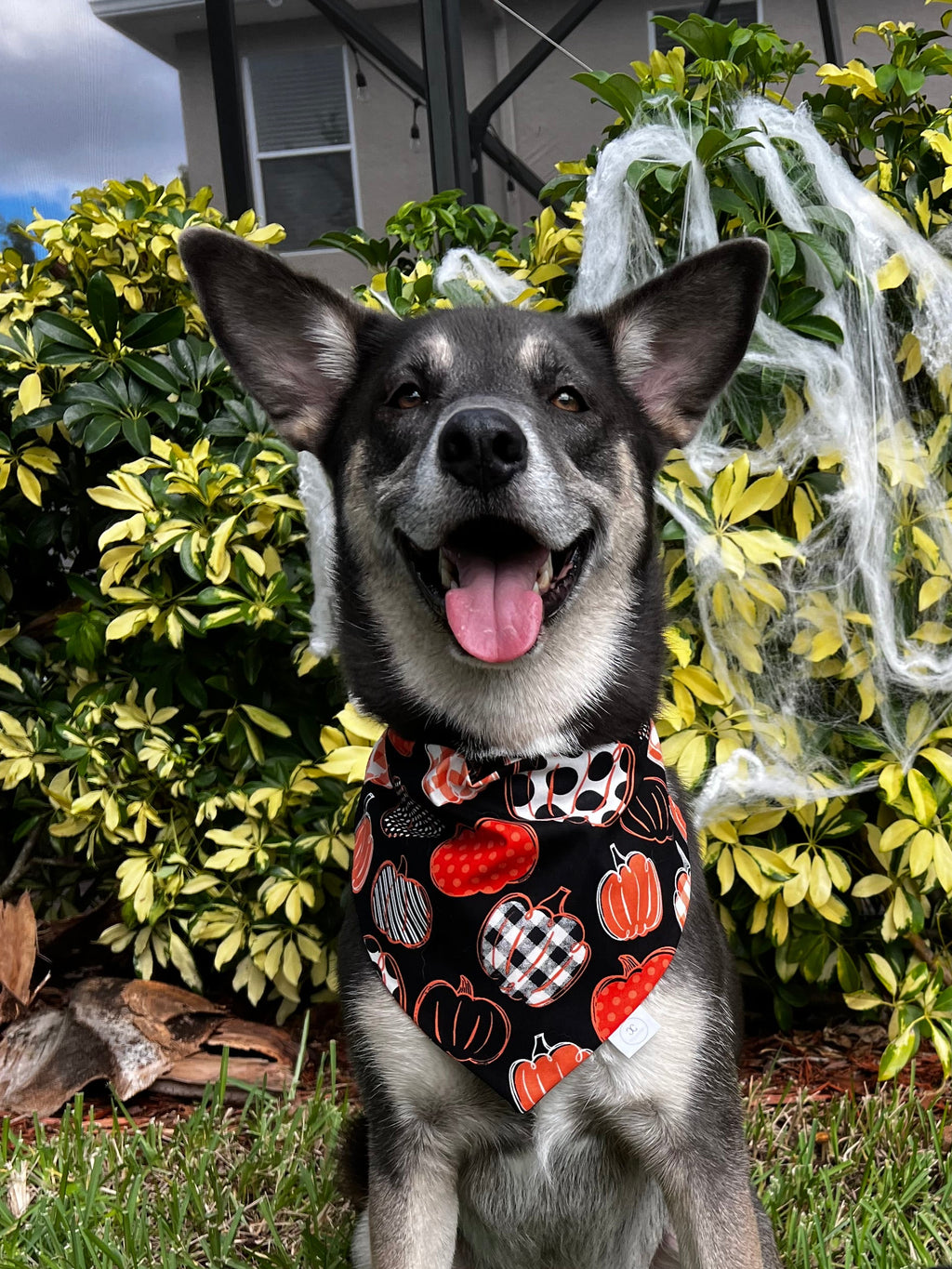 Printed Pumpkins Bandana