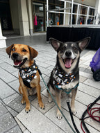Candy Corn Ghosts Bandana