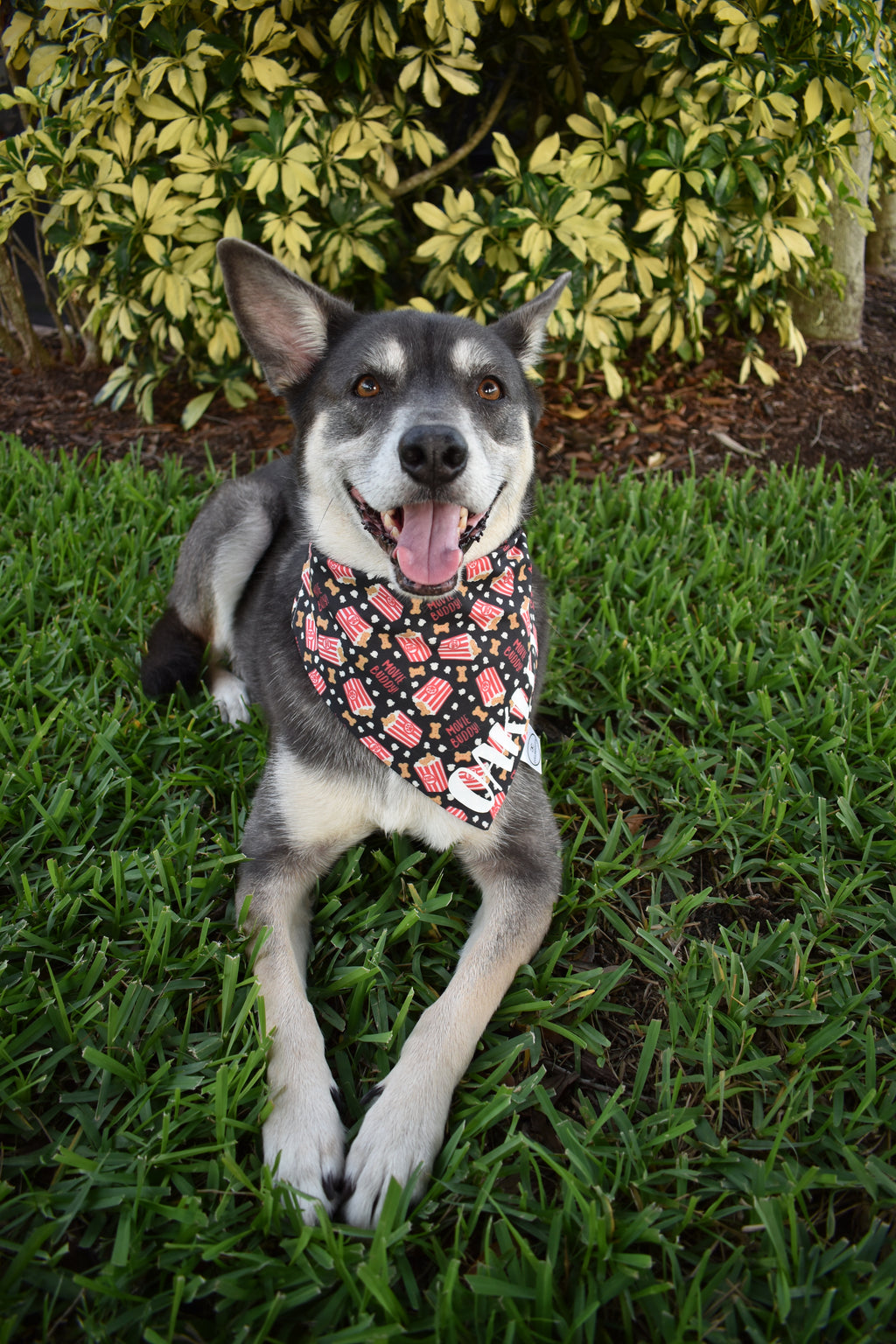 Movie Buddy Bandana
