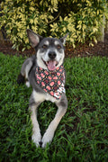 Movie Buddy Bandana