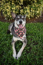 Movie Buddy Bandana