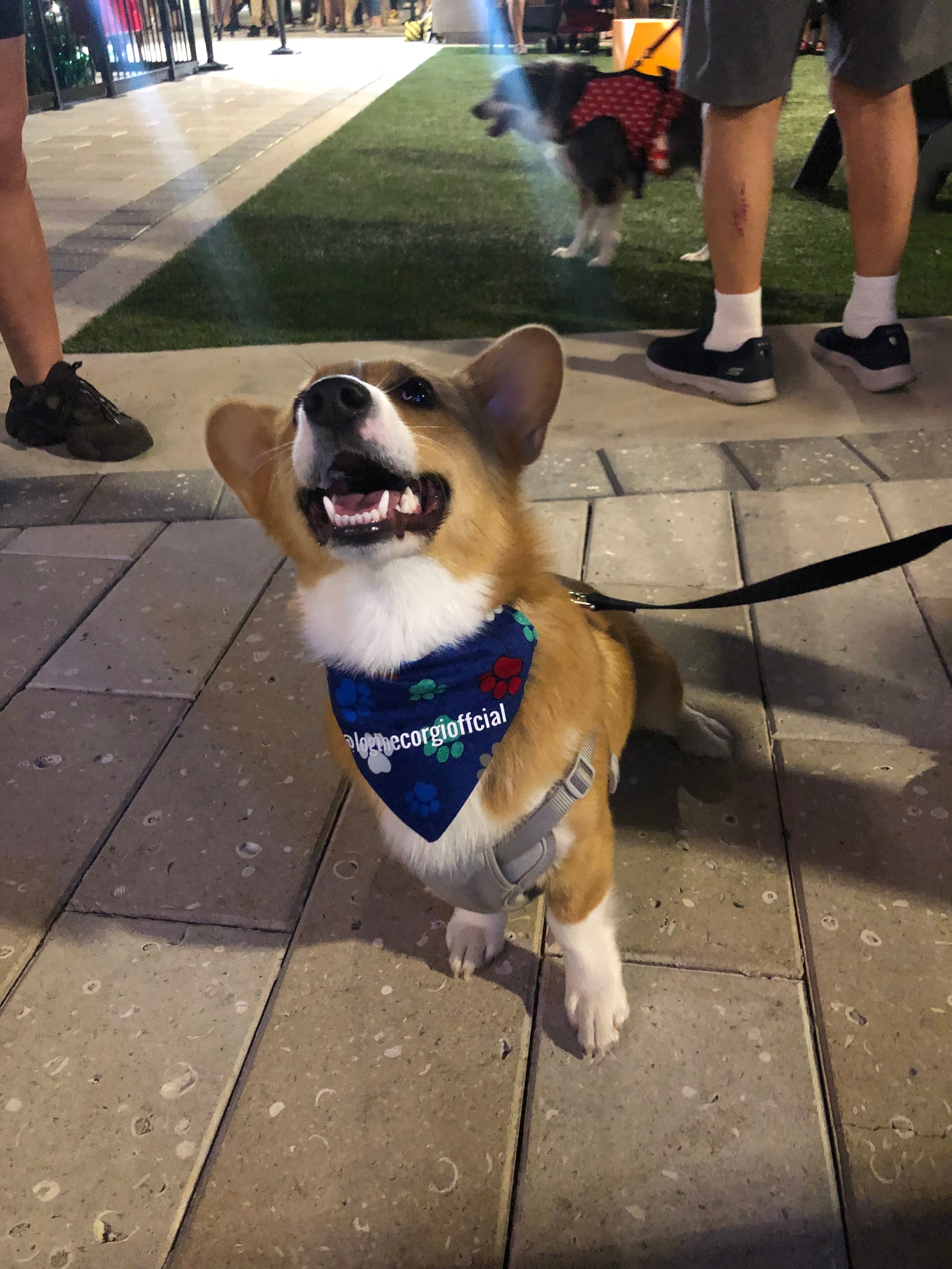 Colorful Paw Prints Bandana