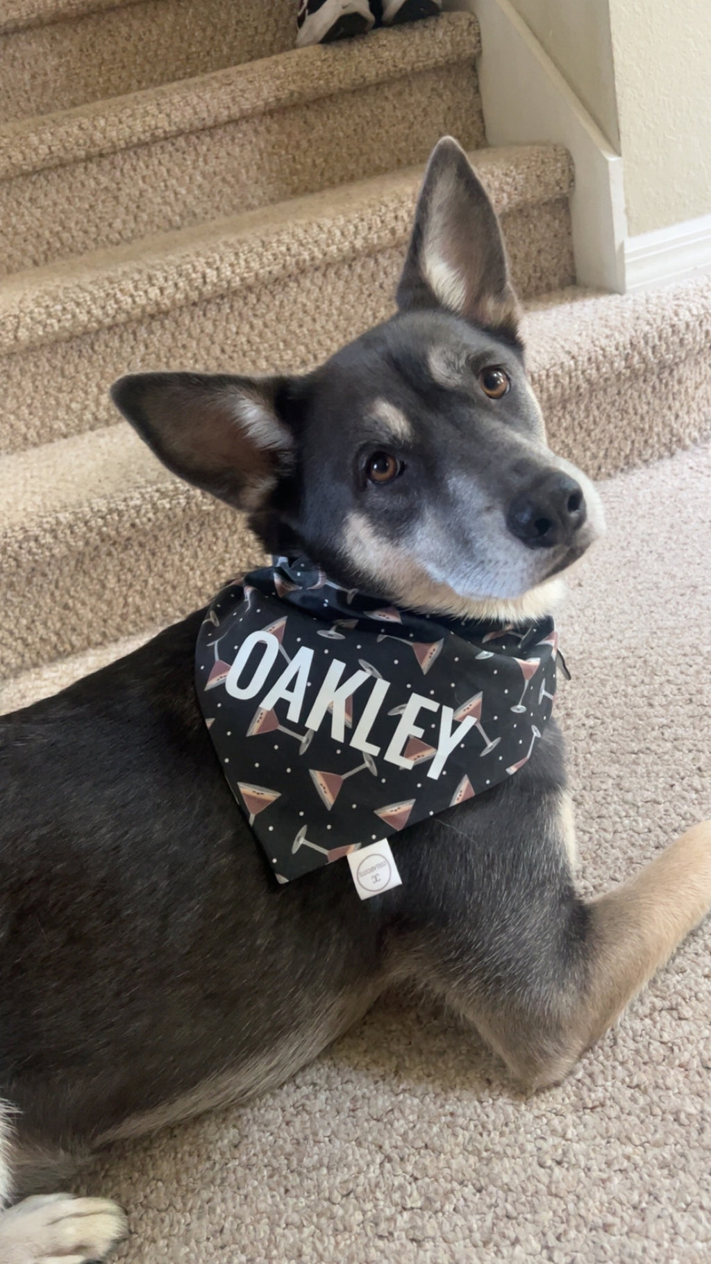 Espresso Muttini's Bandana