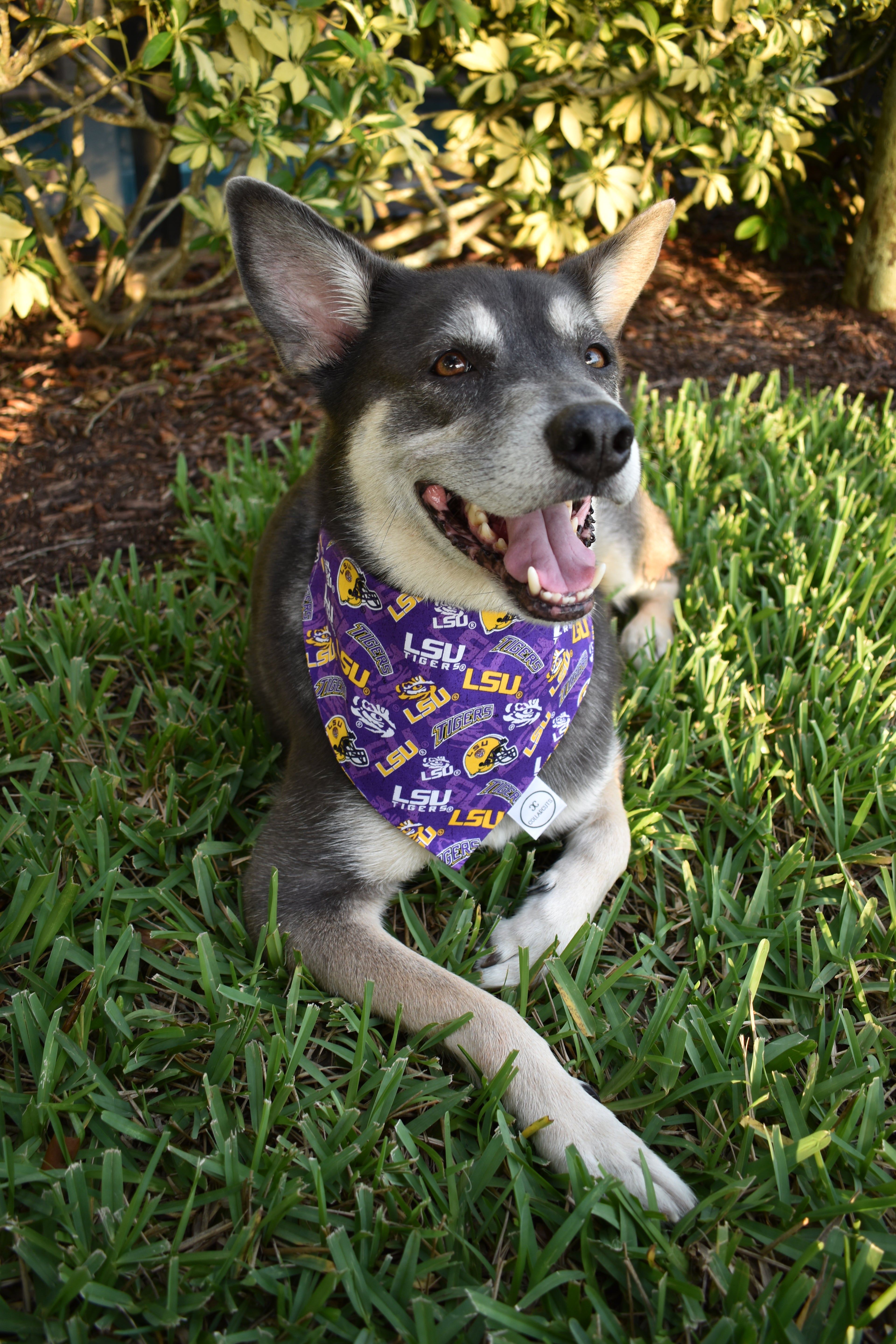 Geaux Tigers Bandana