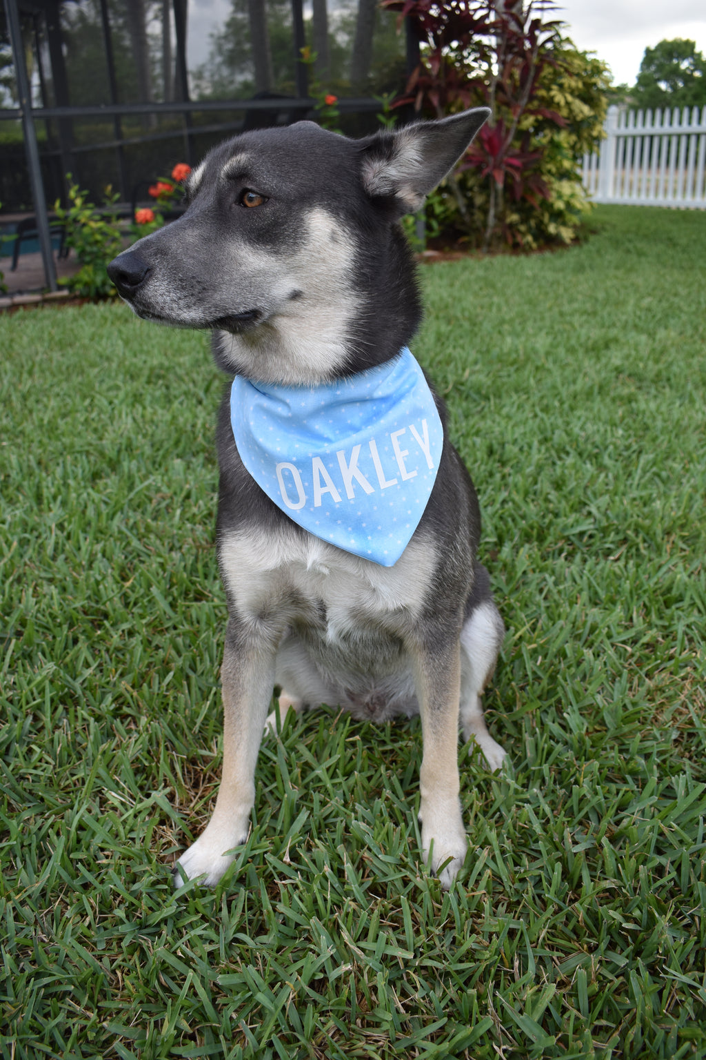 Mini Blue Stars Bandana