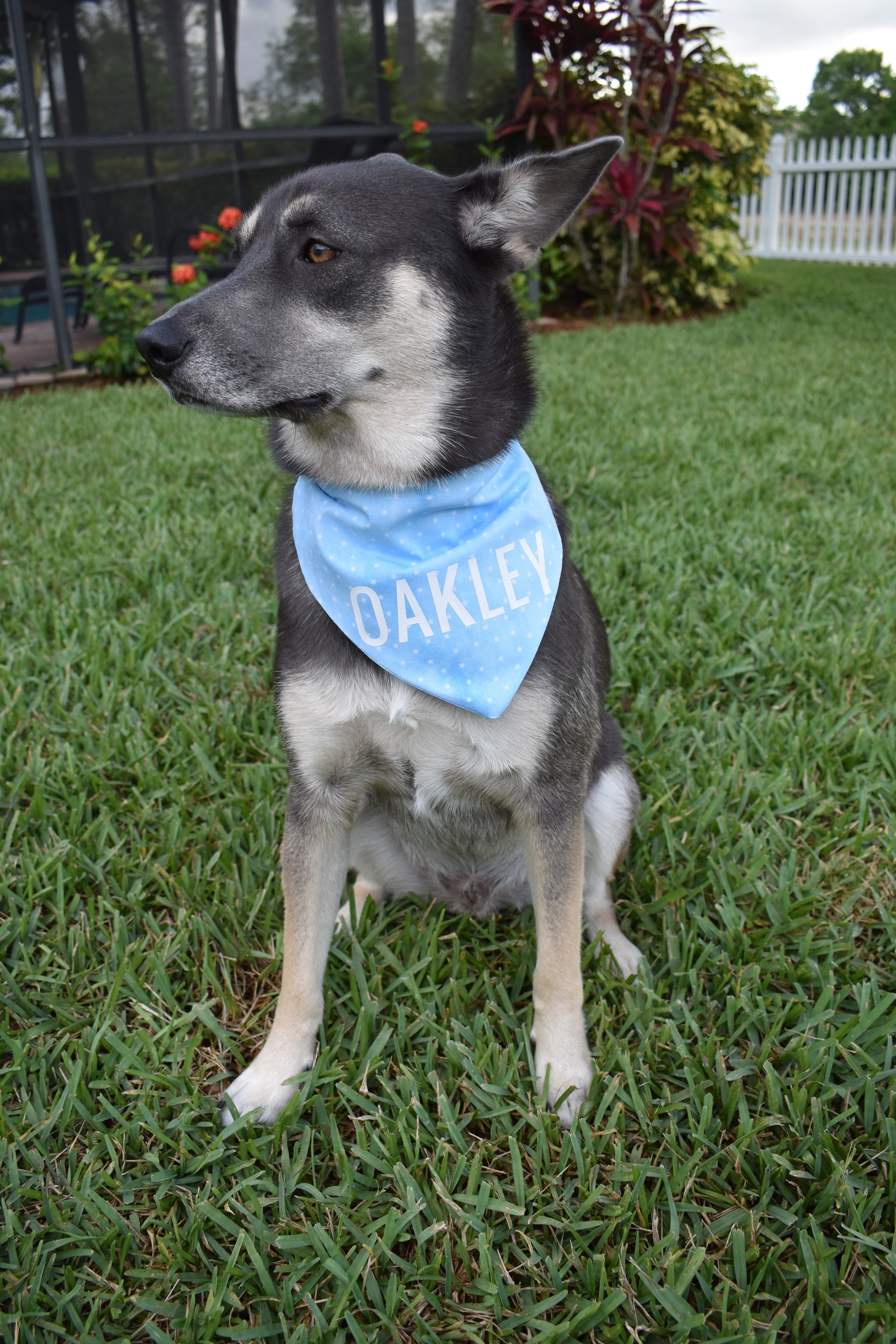 Mini Blue Stars Bandana