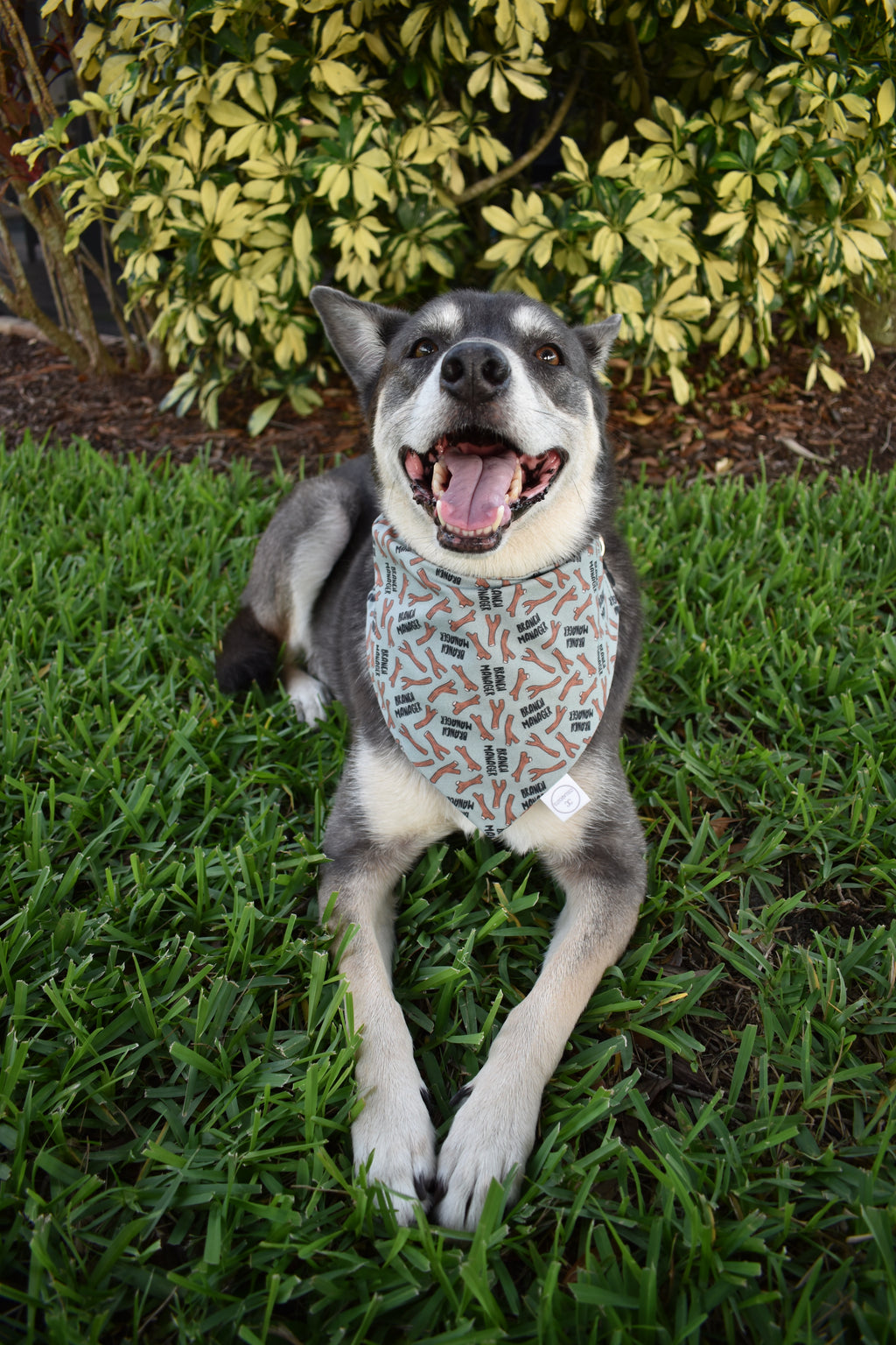 Branch Manager Bandana