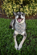 Branch Manager Bandana