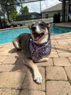 Jungle Parrots Bandana
