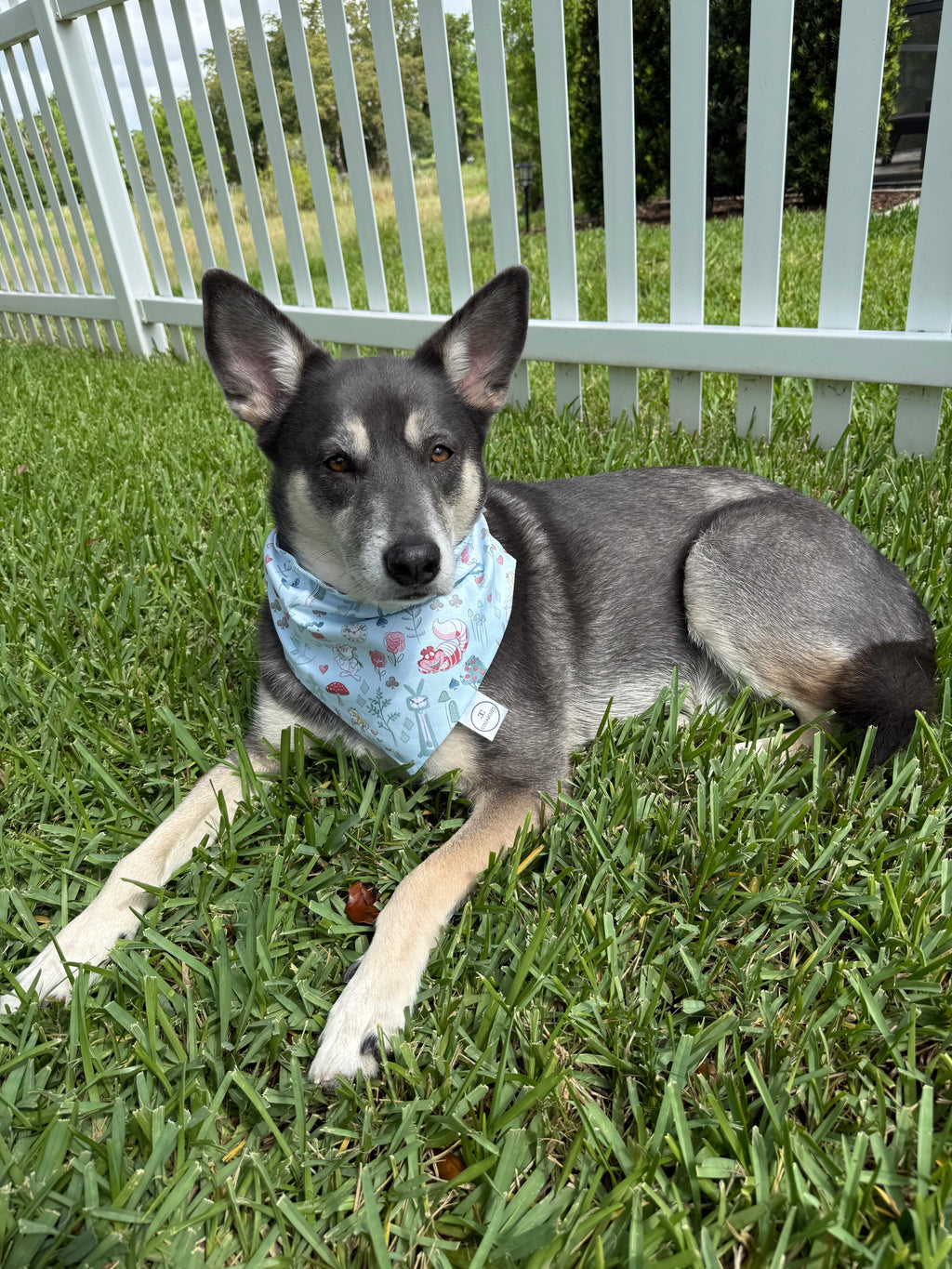 Wonderland Bandana