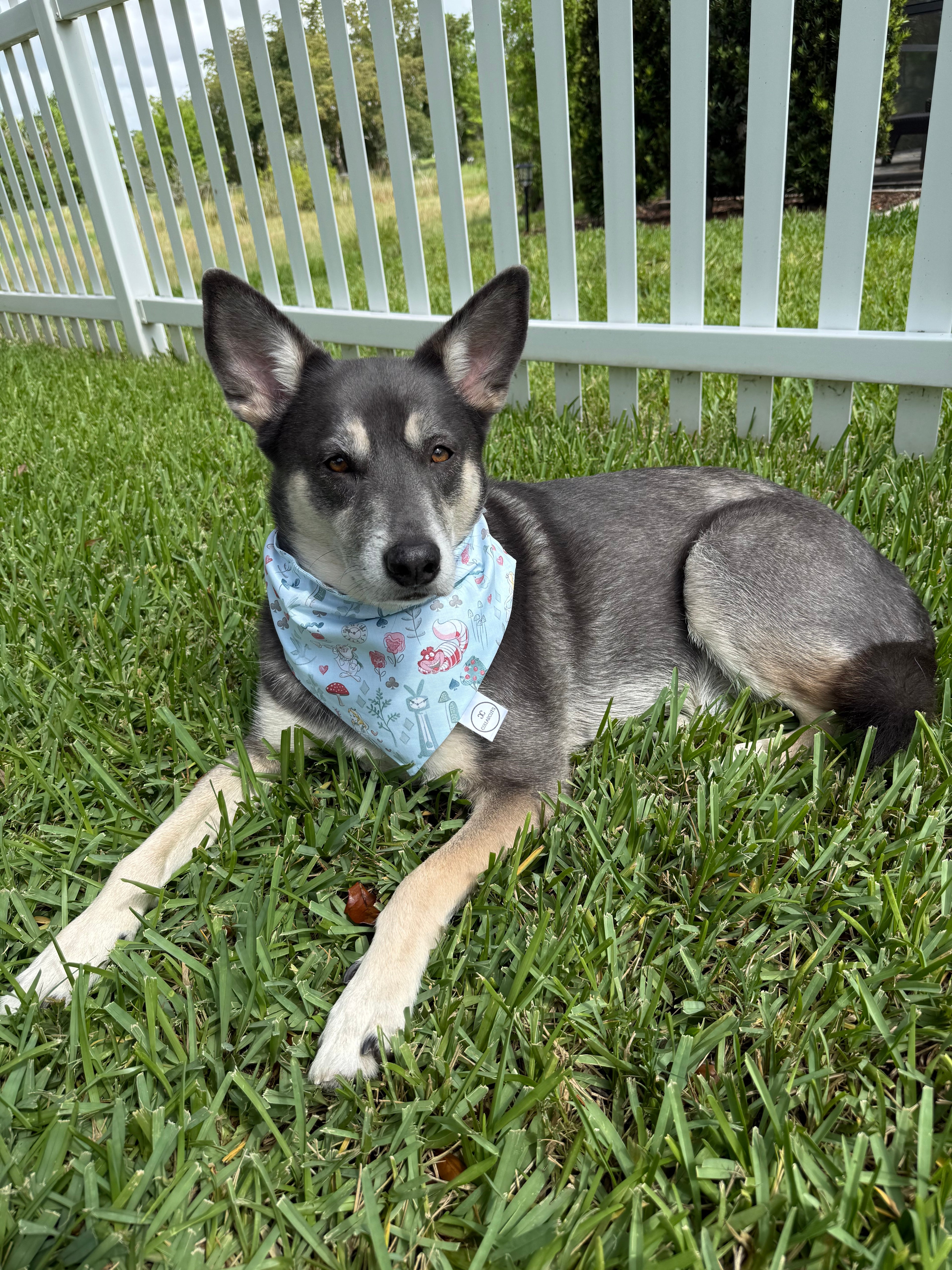 Wonderland Bandana
