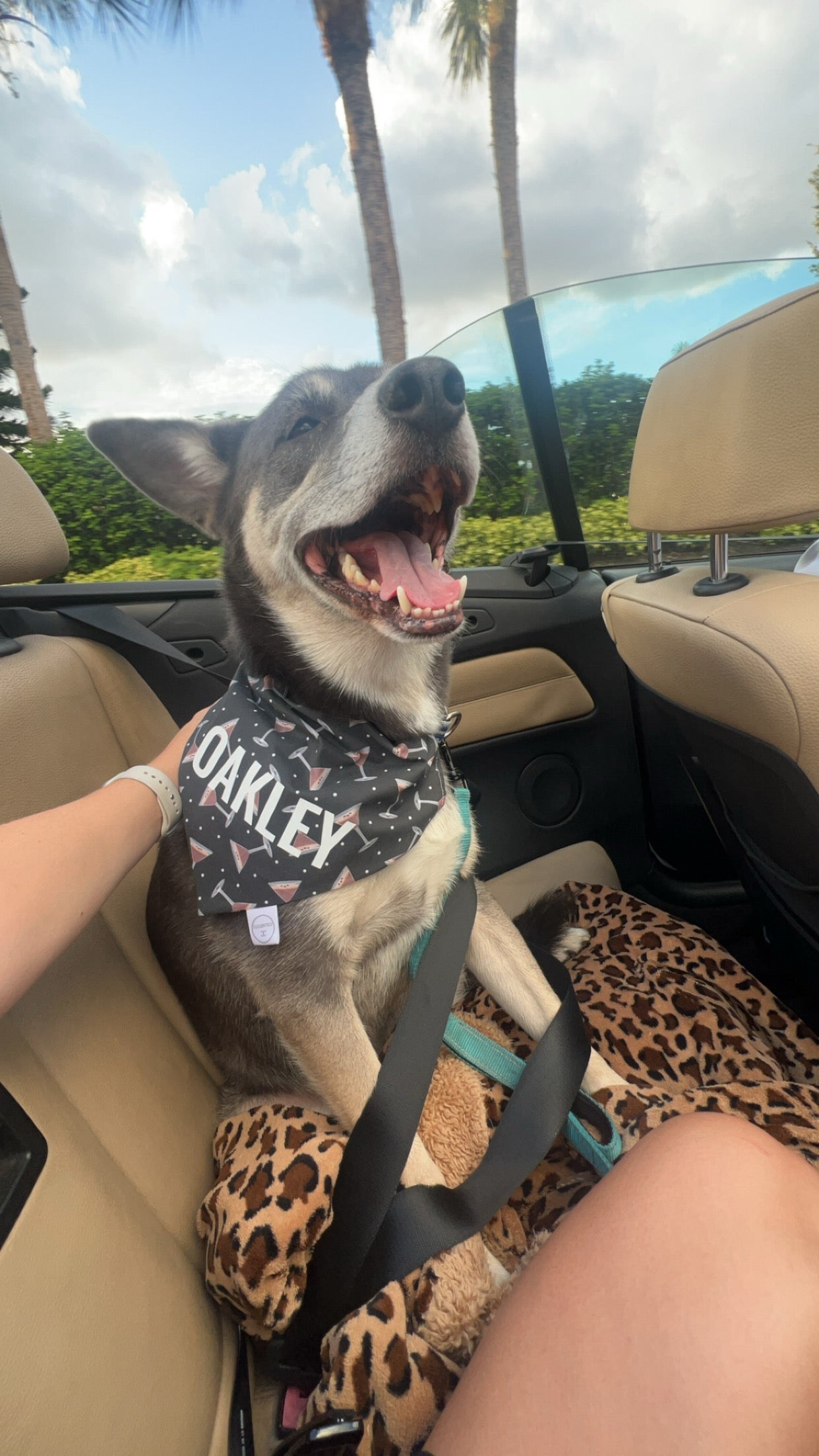 Espresso Muttini's Bandana