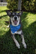 Blue Magic Bandana