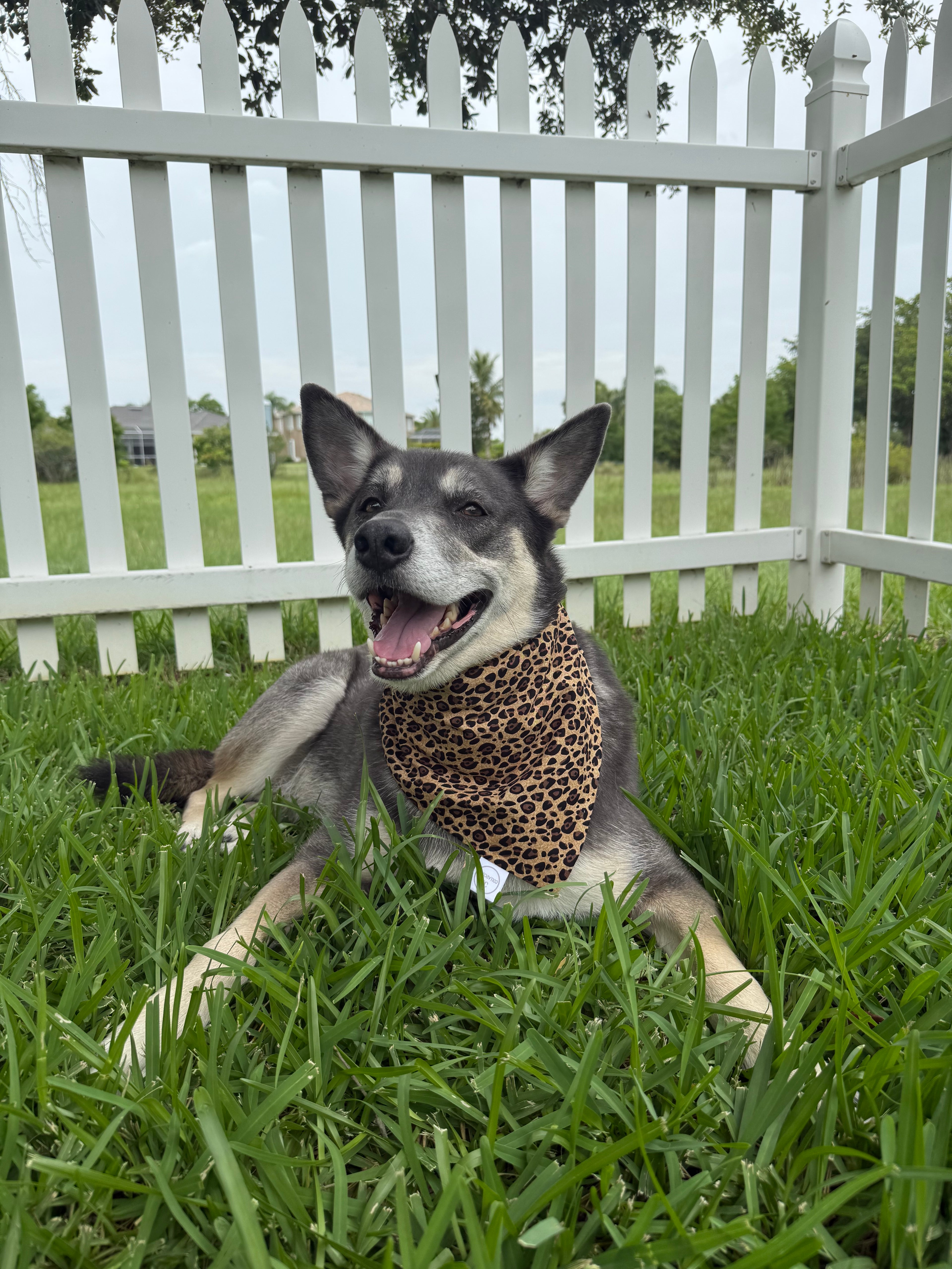 Cheetah Print Bandana