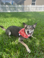 I Love You Smore Bandana