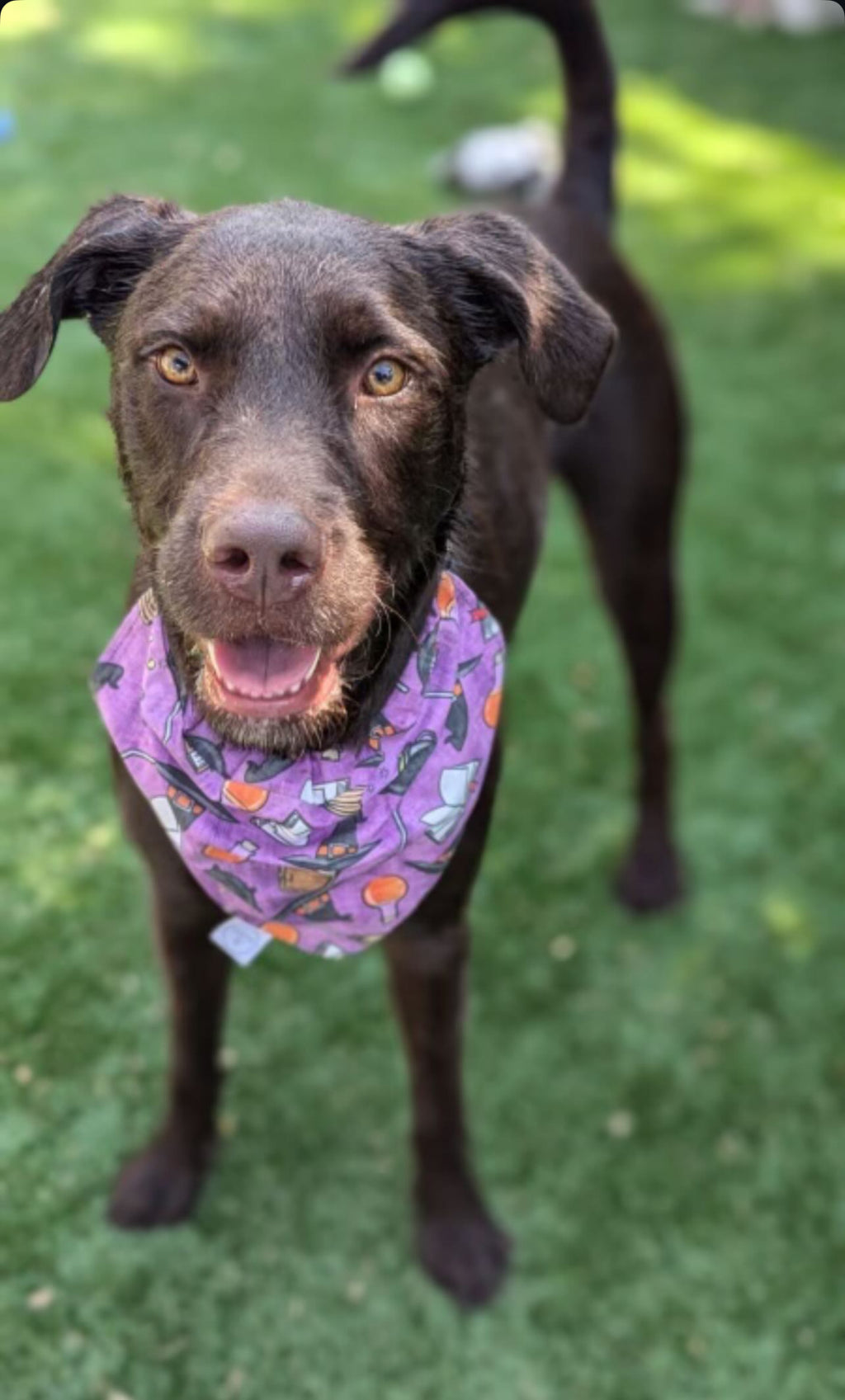 Witches Brew Bandana