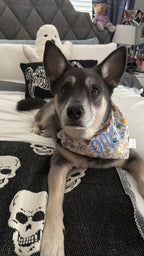 Mouse Park Snacks Bandana