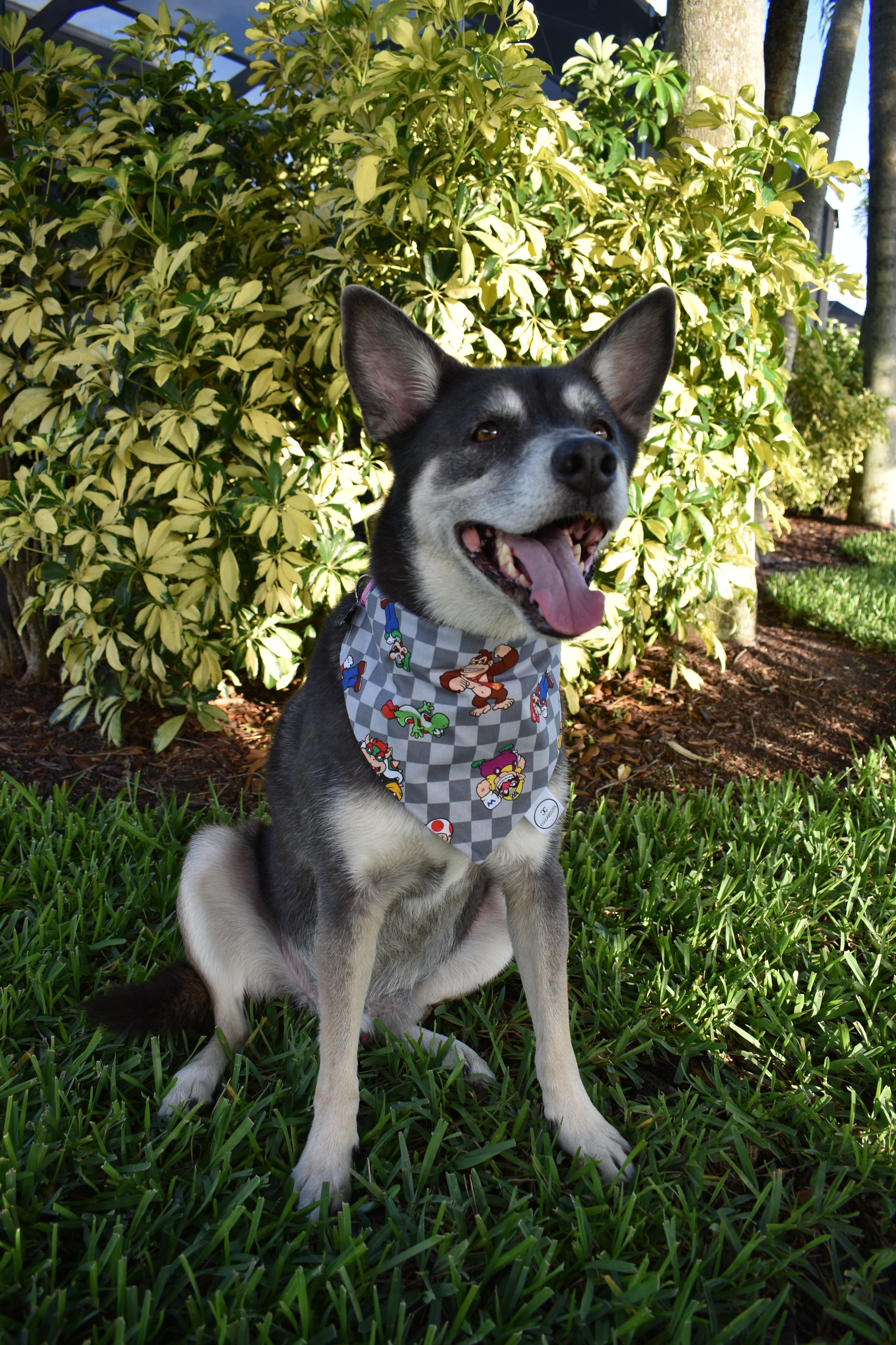 Checkerboard Super Pup Bros Bandana