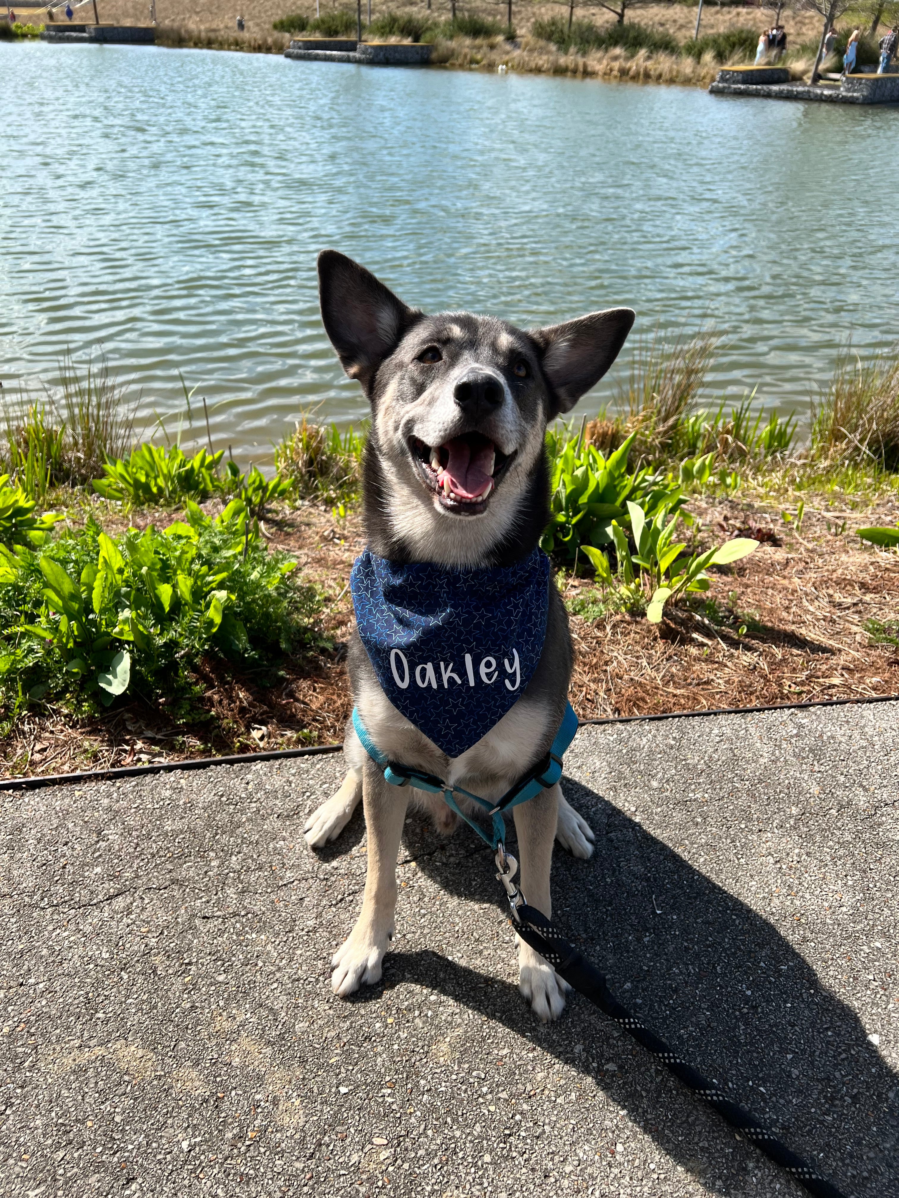 Navy Stars Bandana