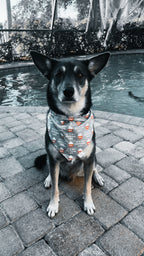Gotcha Day Bandana