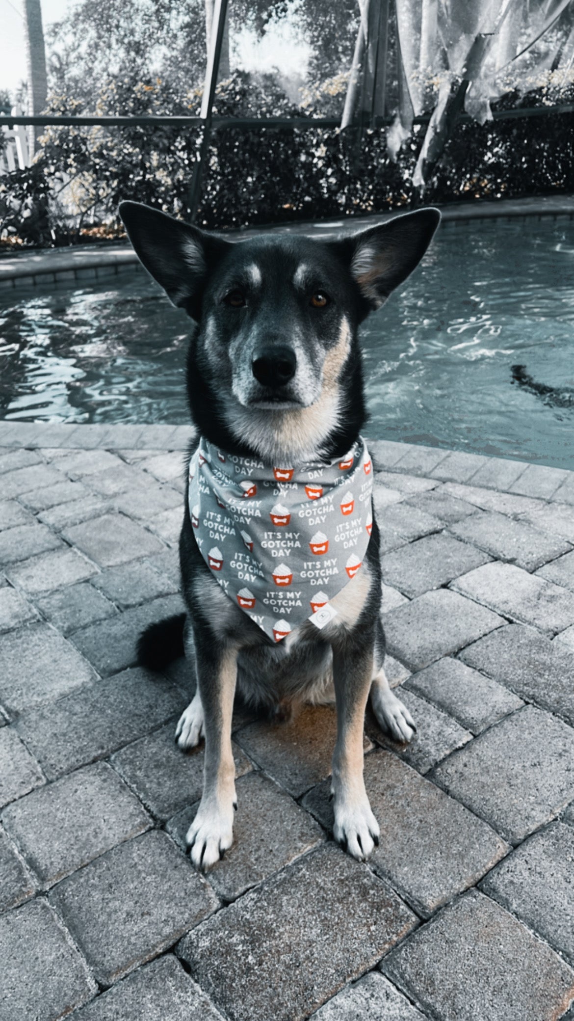 Gotcha Day Bandana