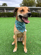 Beach Time Bandana