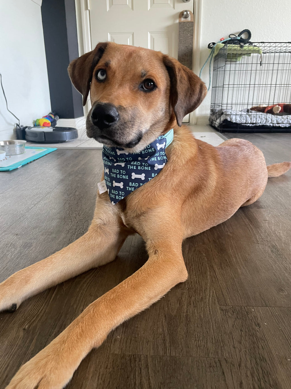 Bad to the Bone Bandana