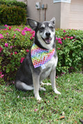 Rainbow Houndstooth Bandana