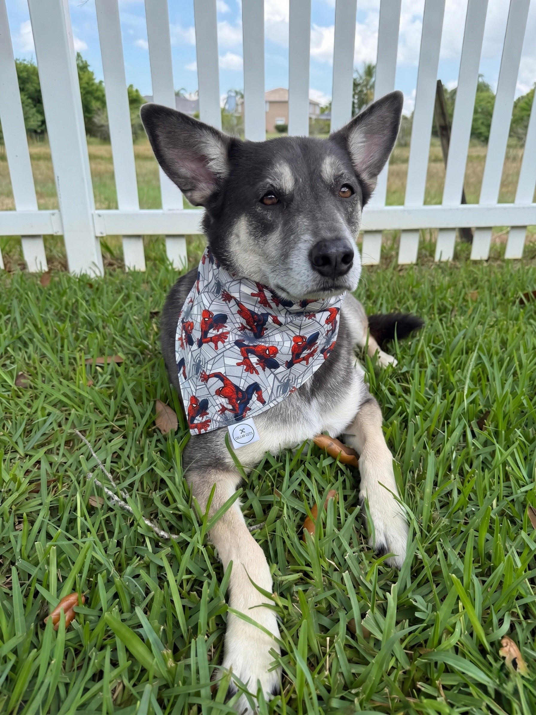Spidey Senses Bandana