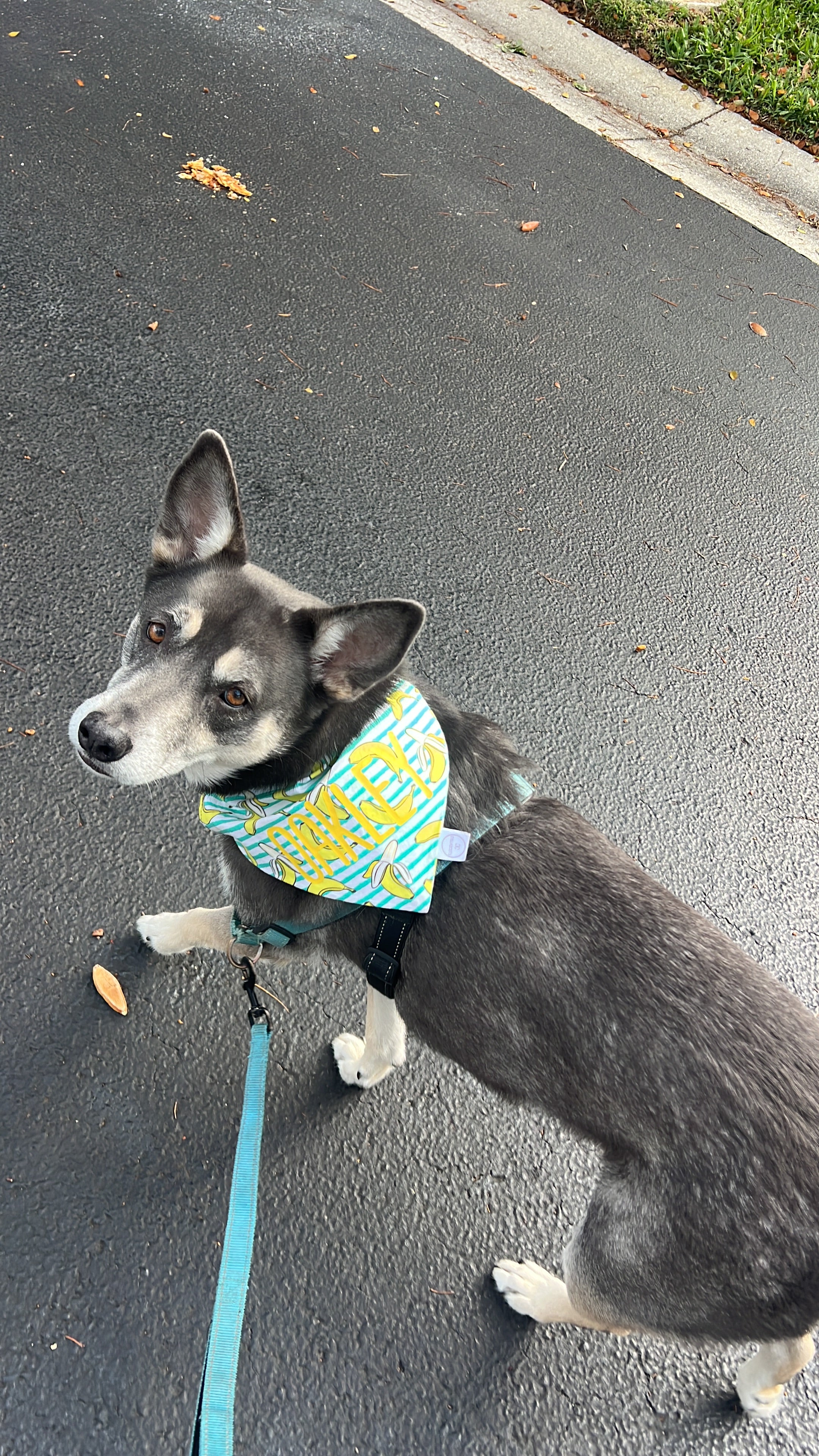 Banana Stripes Bandana