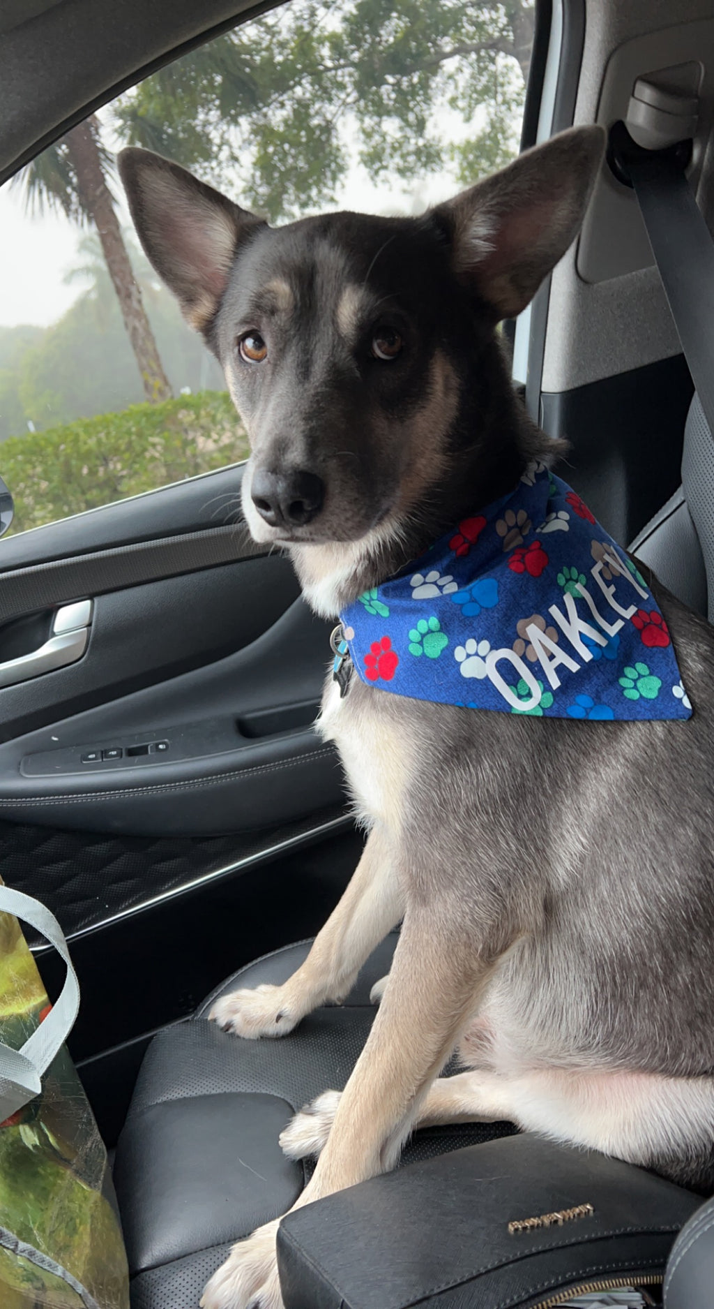 Colorful Paw Prints Bandana