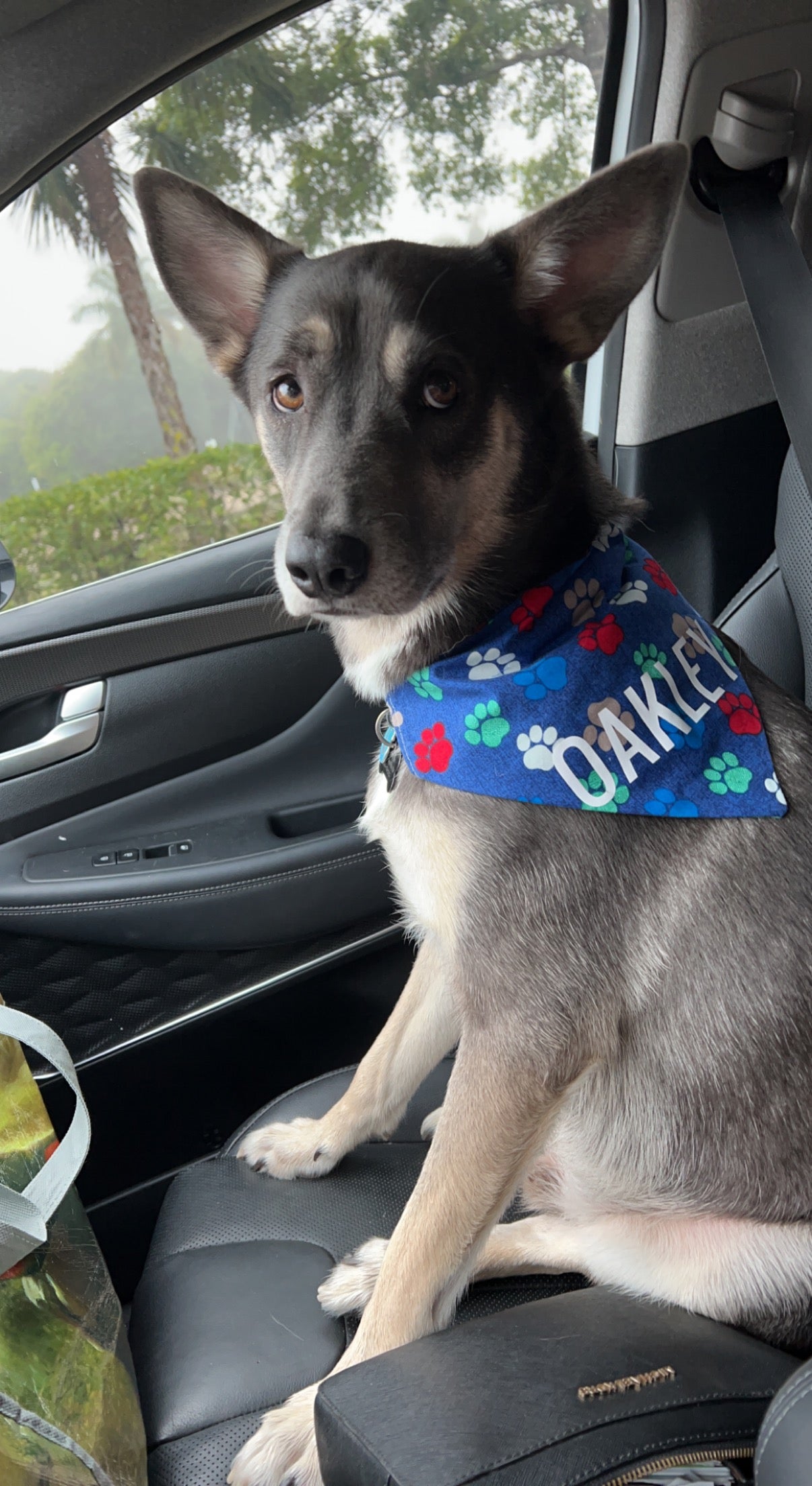 Colorful Paw Prints Bandana