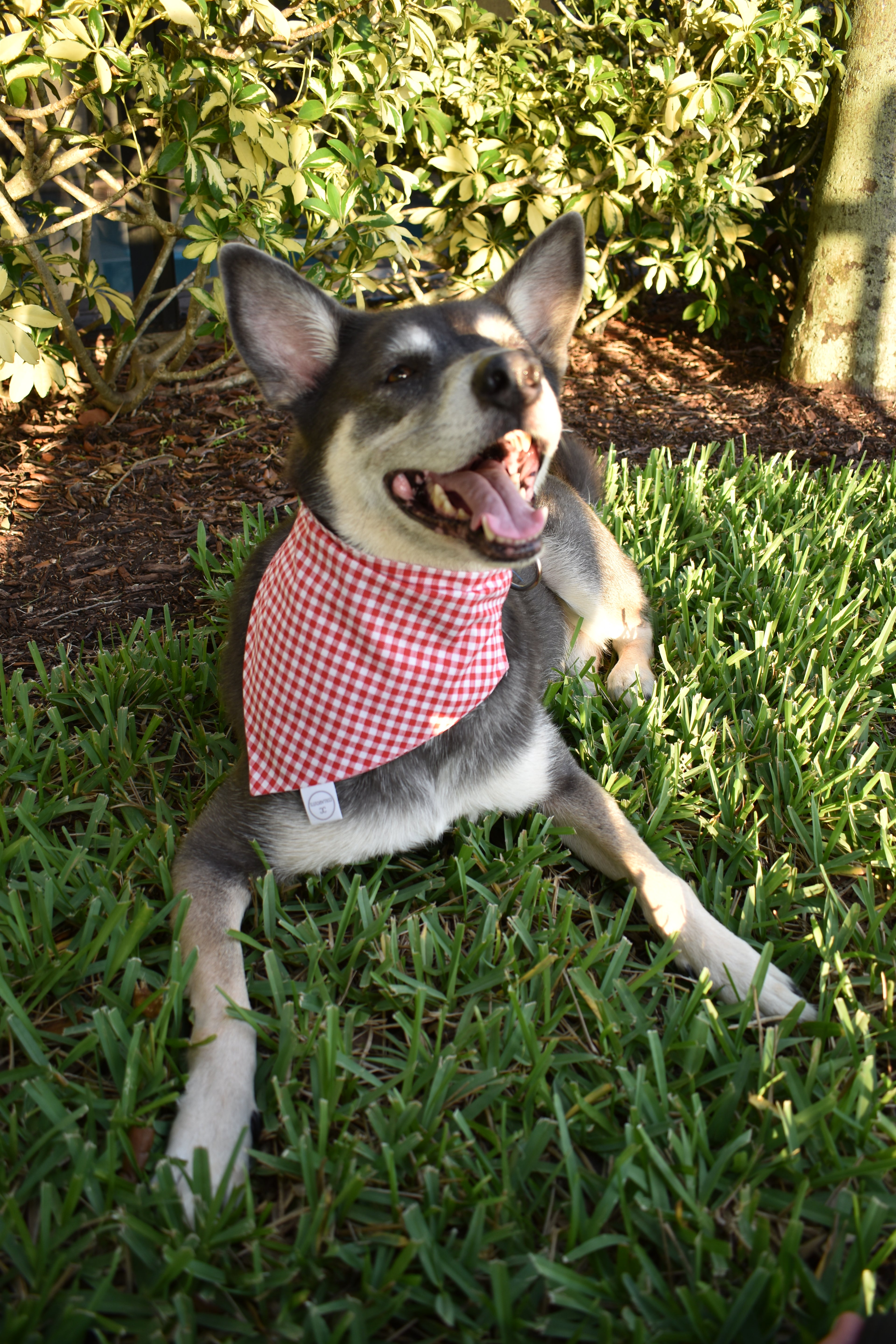 Shaded Buffalo Check Bandana