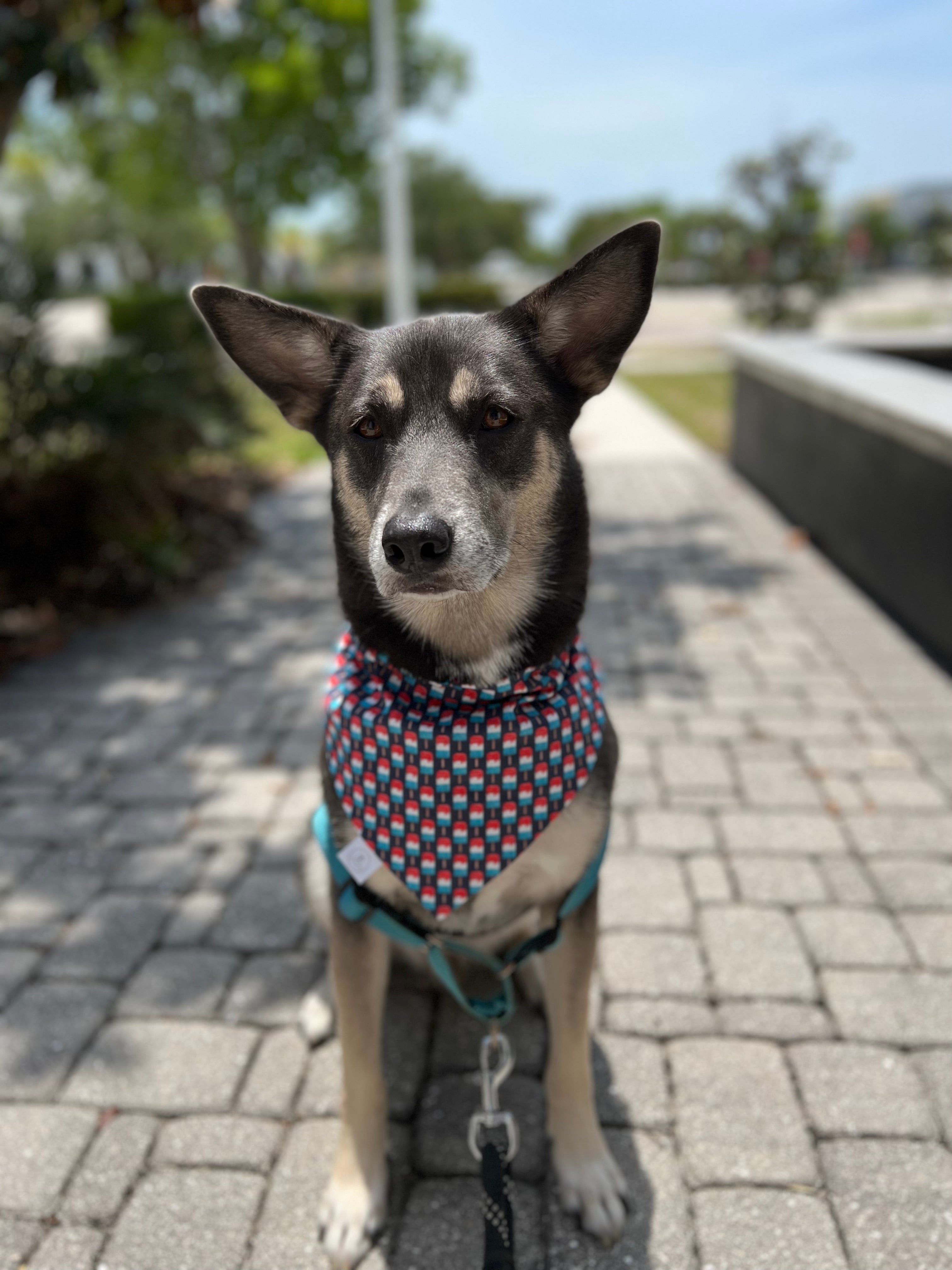 Bomb Pops Bandana