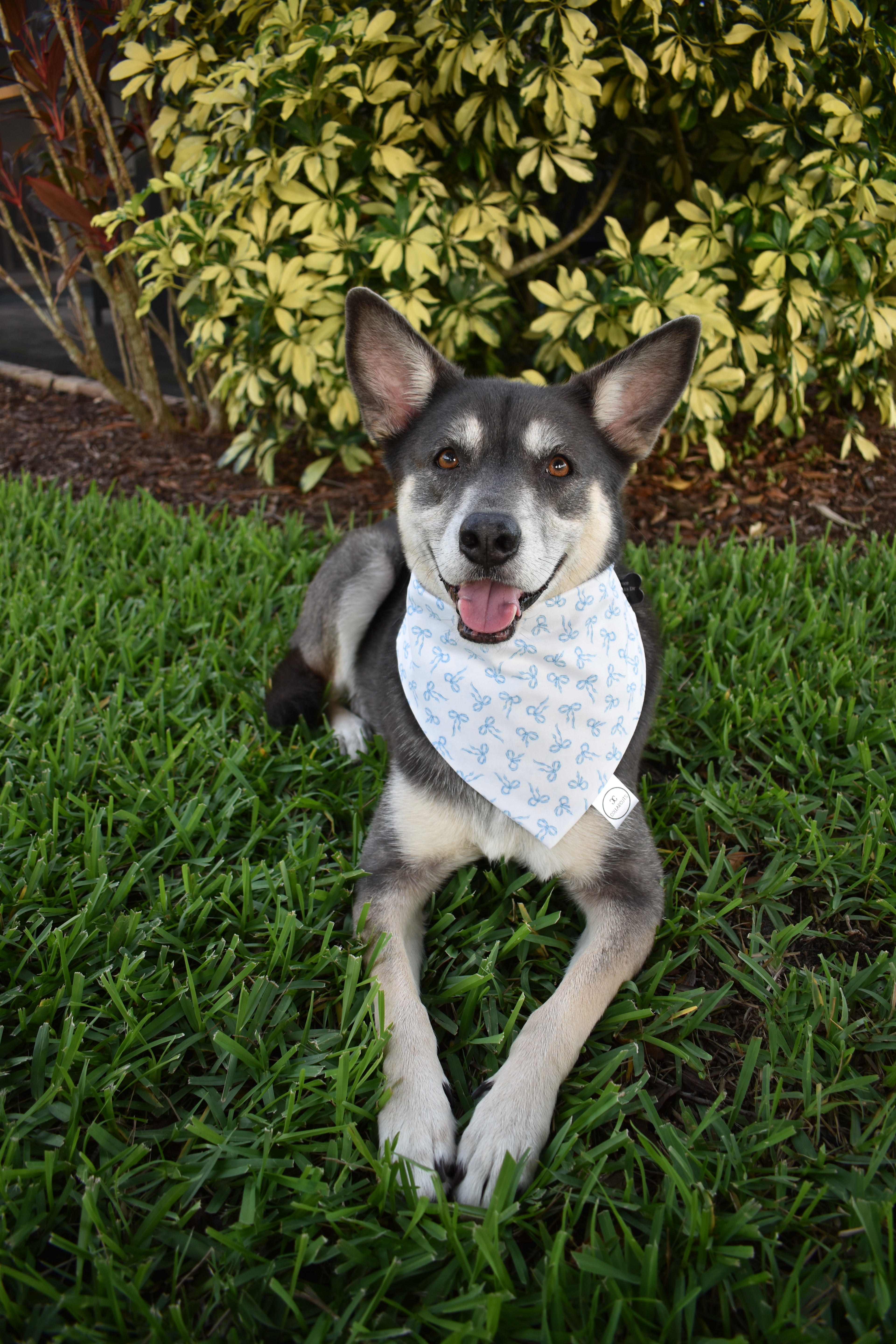 Coquette Bows Bandana