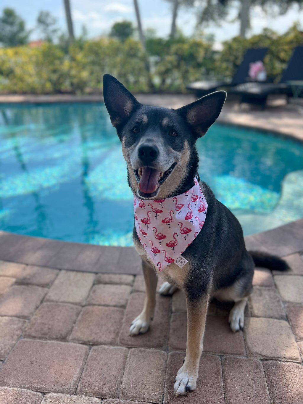 Pink Flamingos Bandana