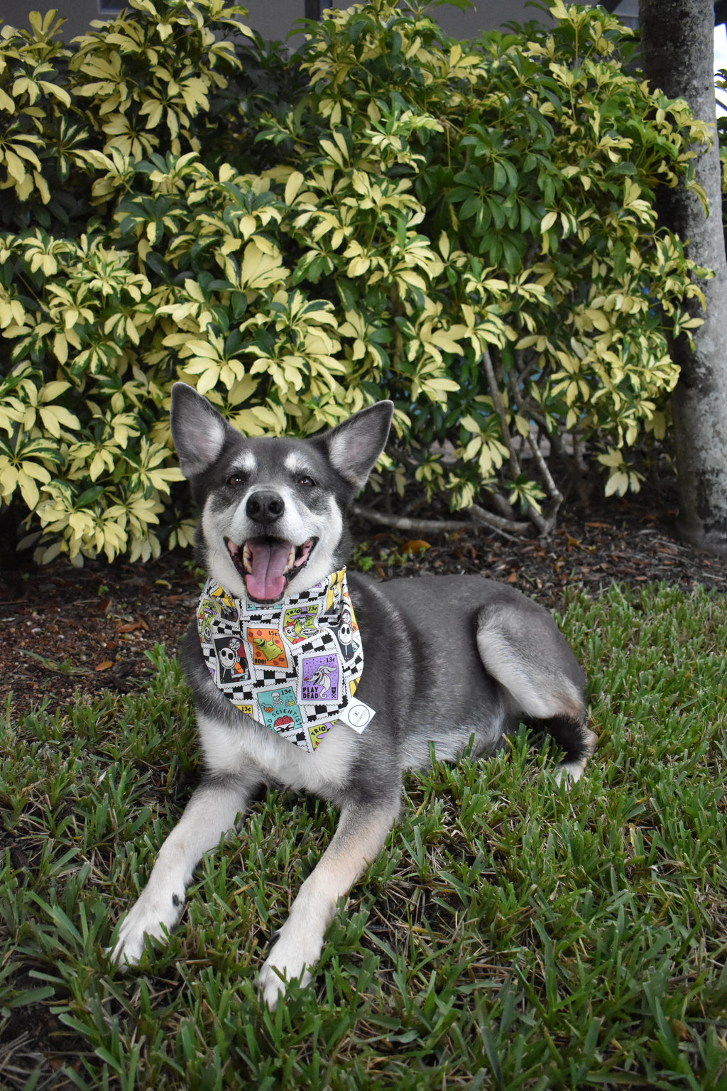 This Is Halloween Bandana