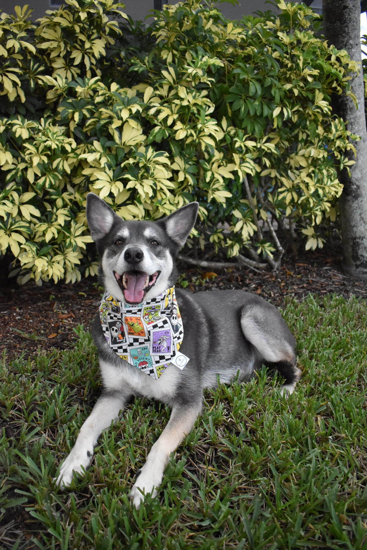 This Is Halloween Bandana