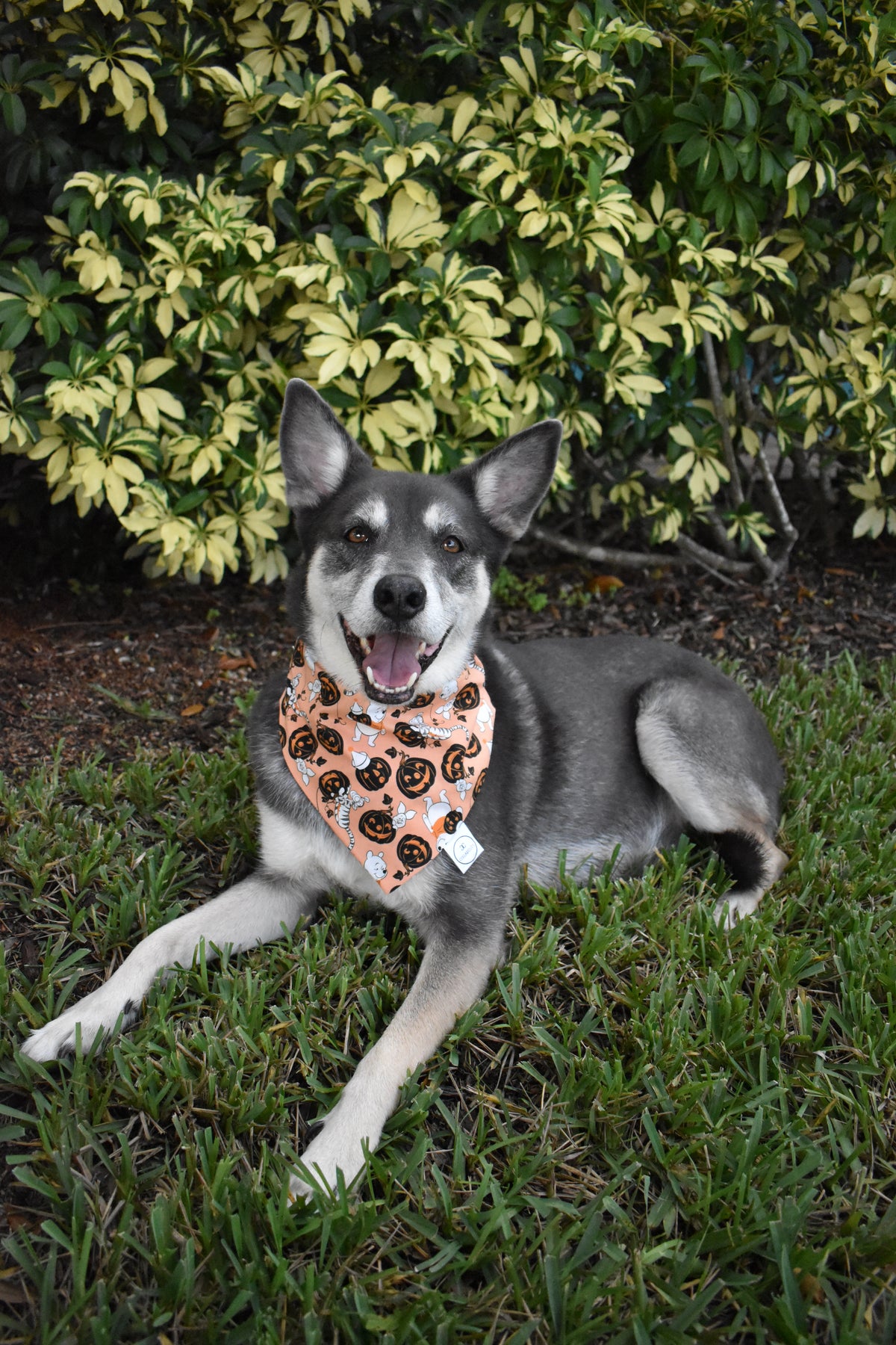 Pooh Bear Halloween Bandana