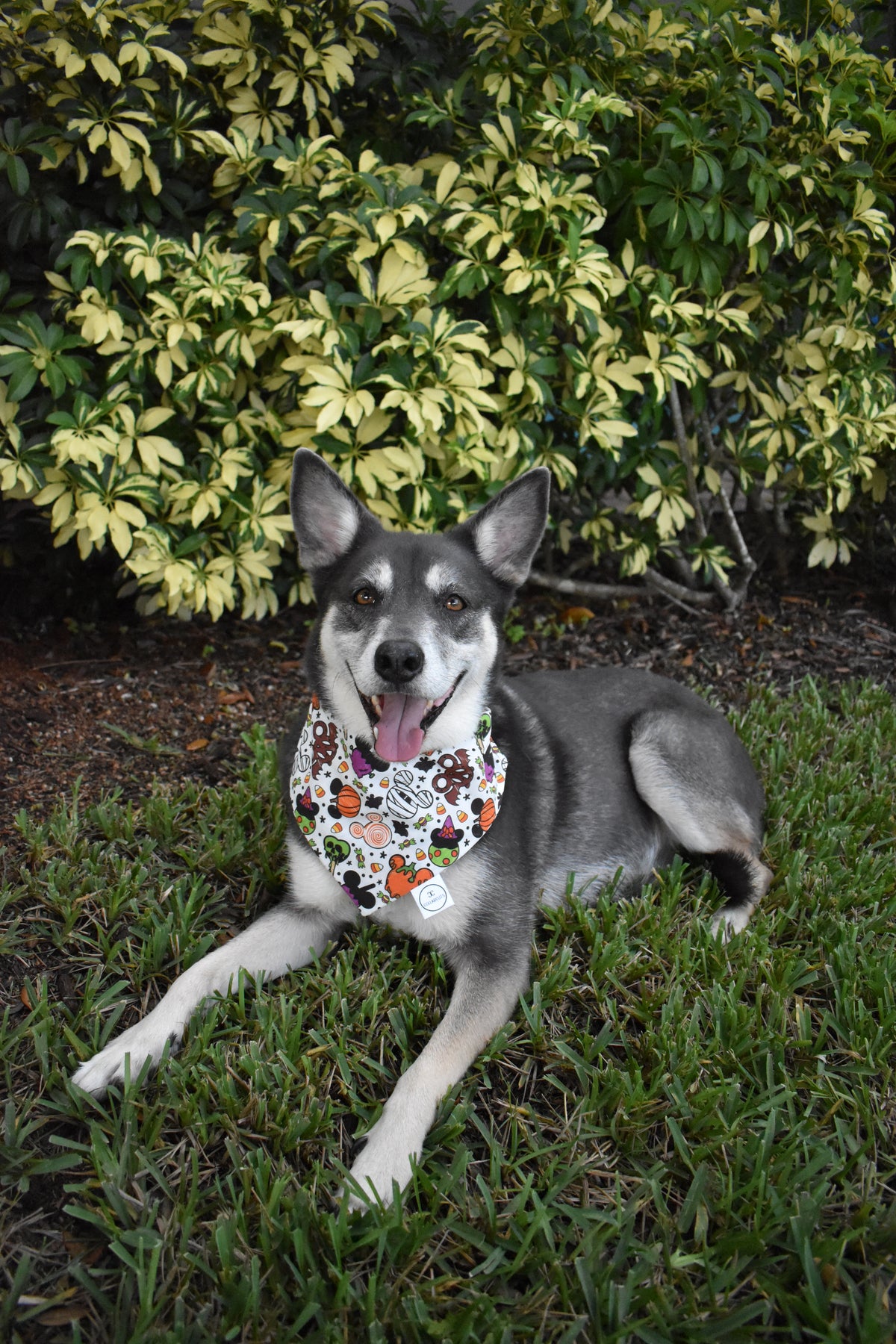 Spooky Mouse Sweets Bandana