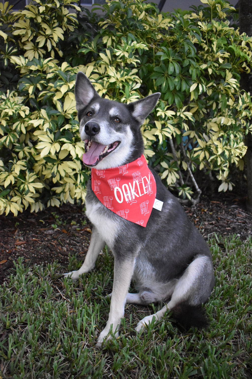 Little Devil Bandana