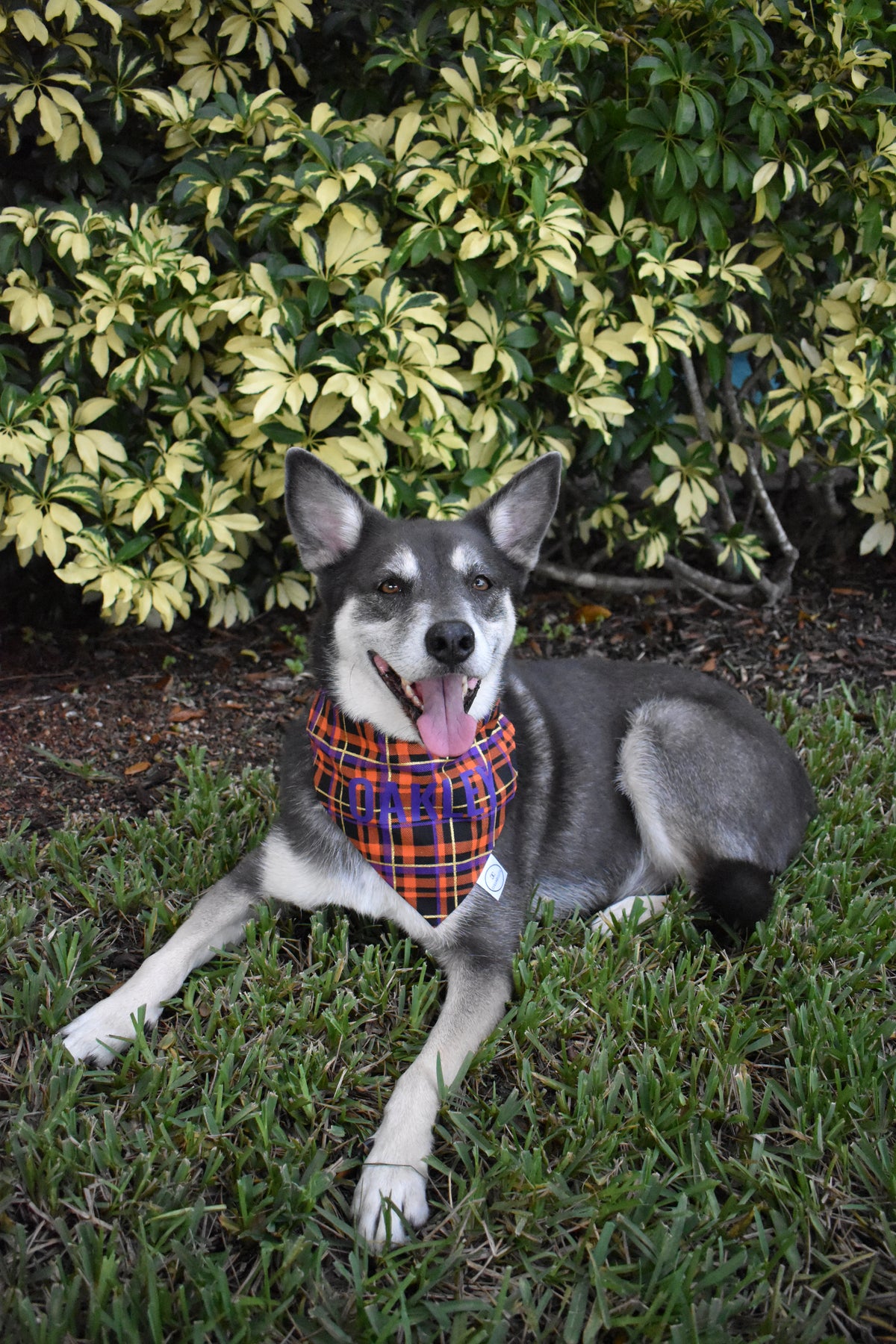 Halloween Glitter Plaid Bandana